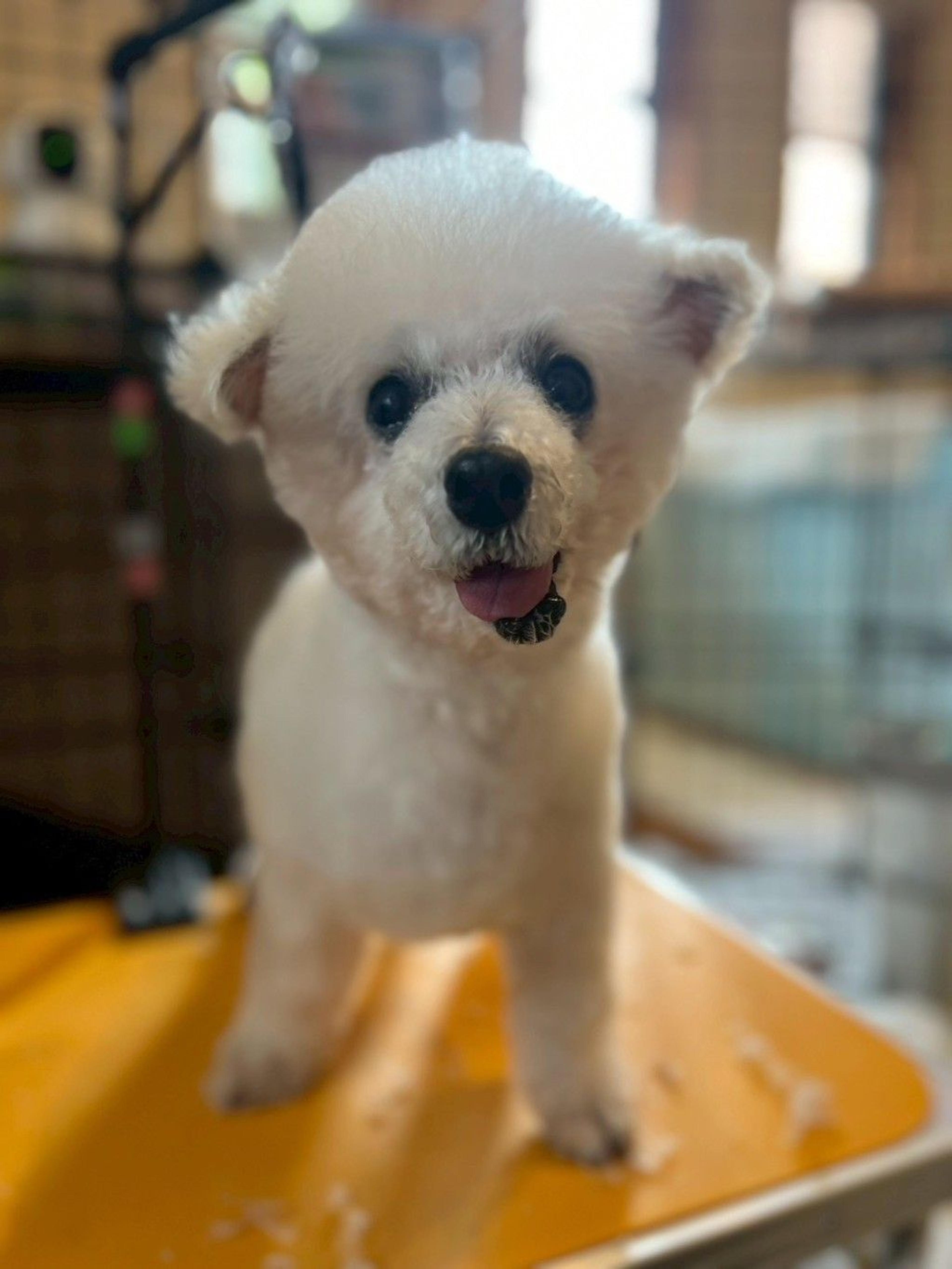 pet-image-10
