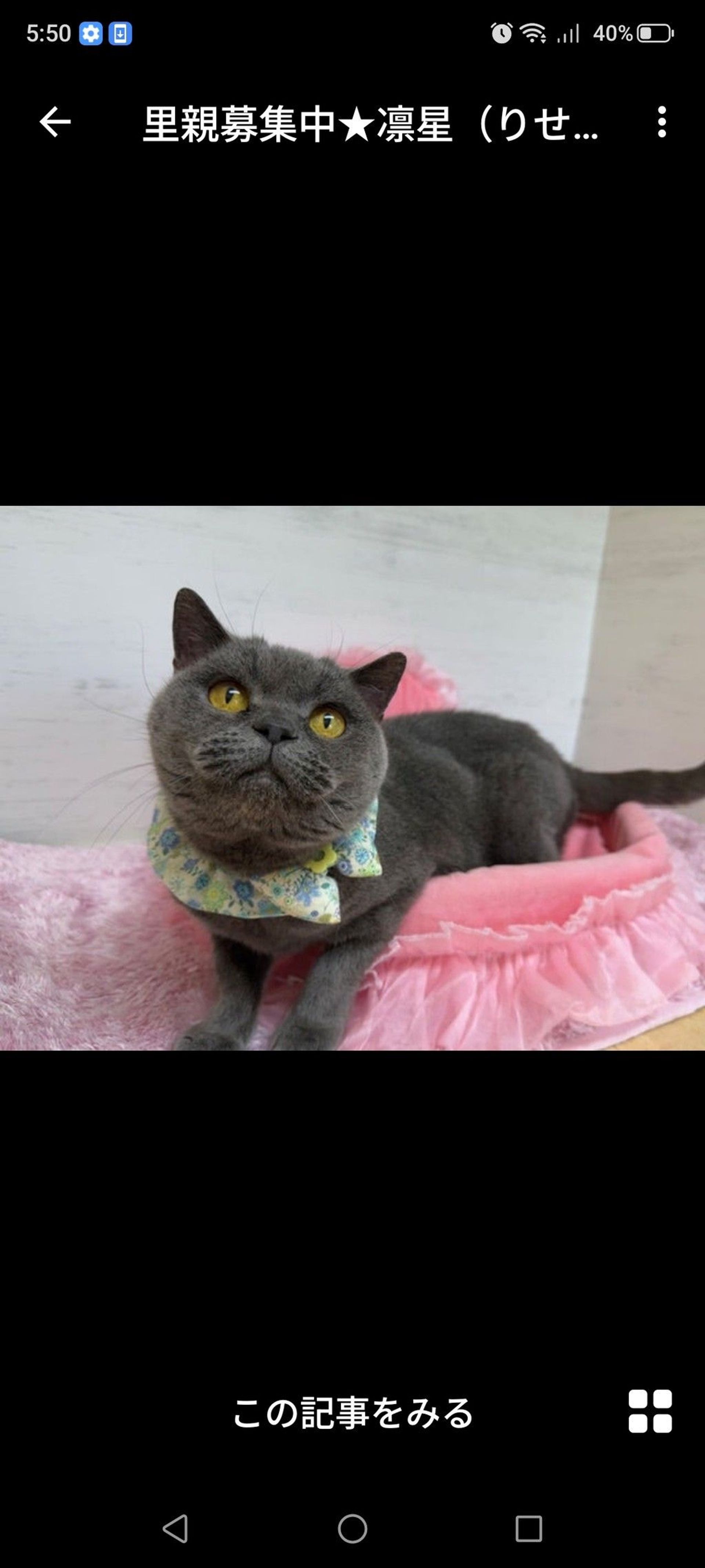 雑種（ミックス猫）・メスの里親募集の写真