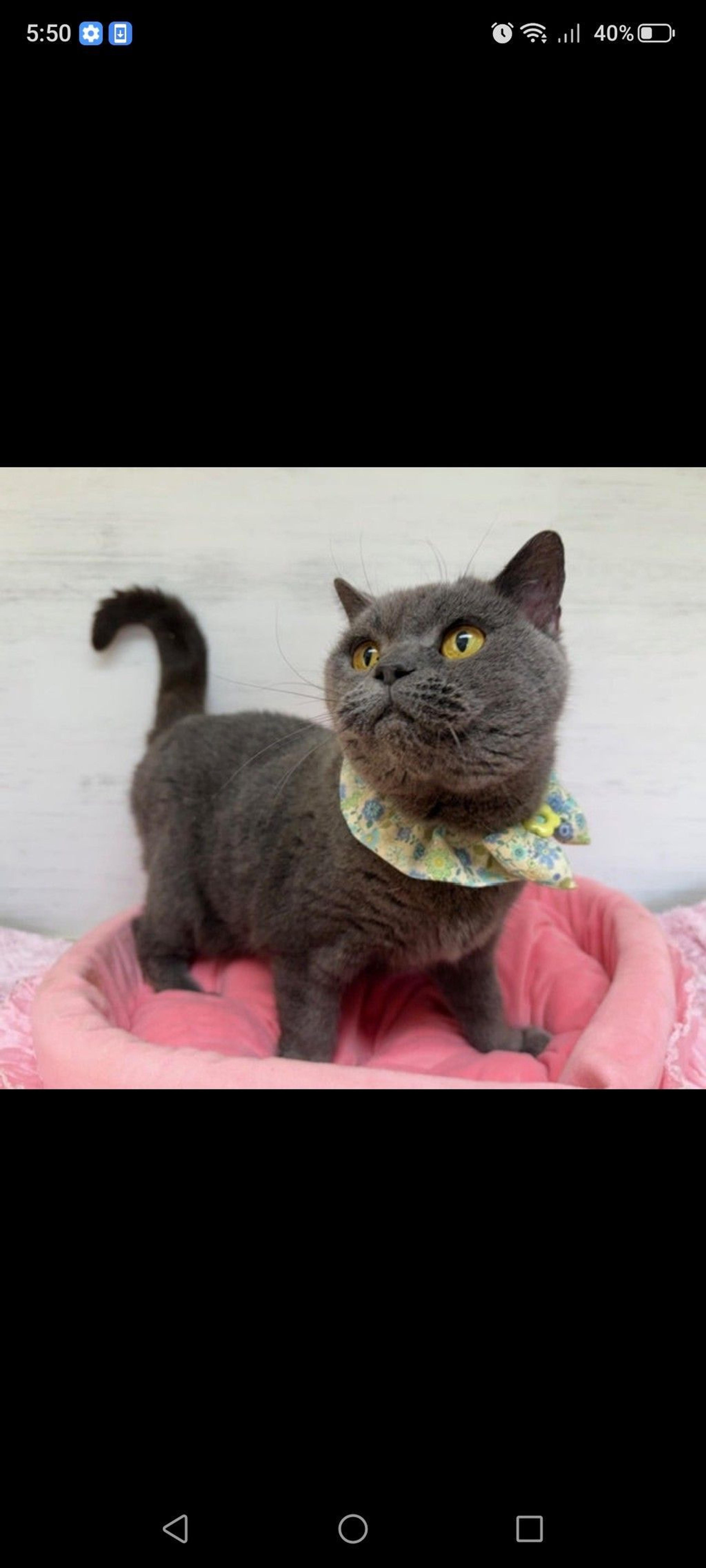 pet-image-3