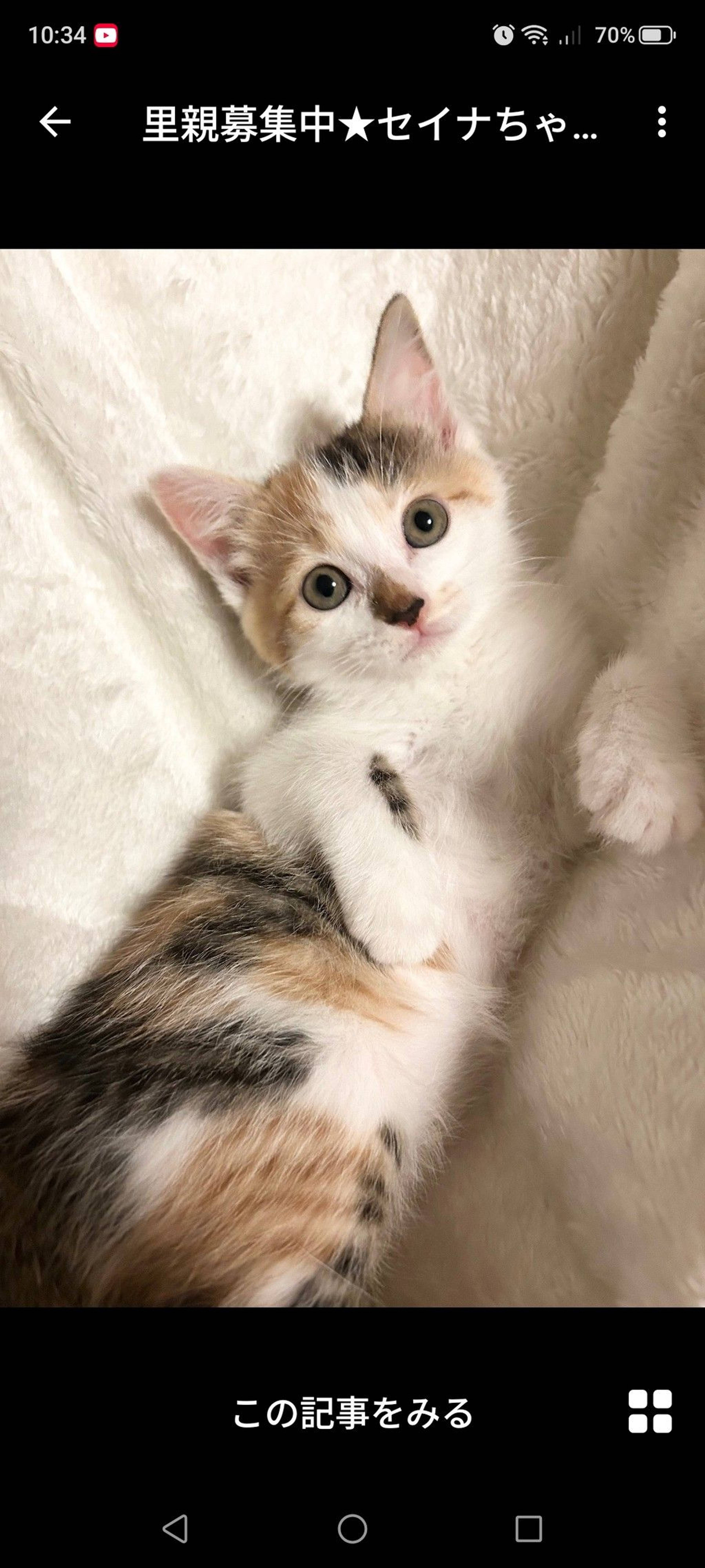 雑種（ミックス猫）・メスの里親募集の写真