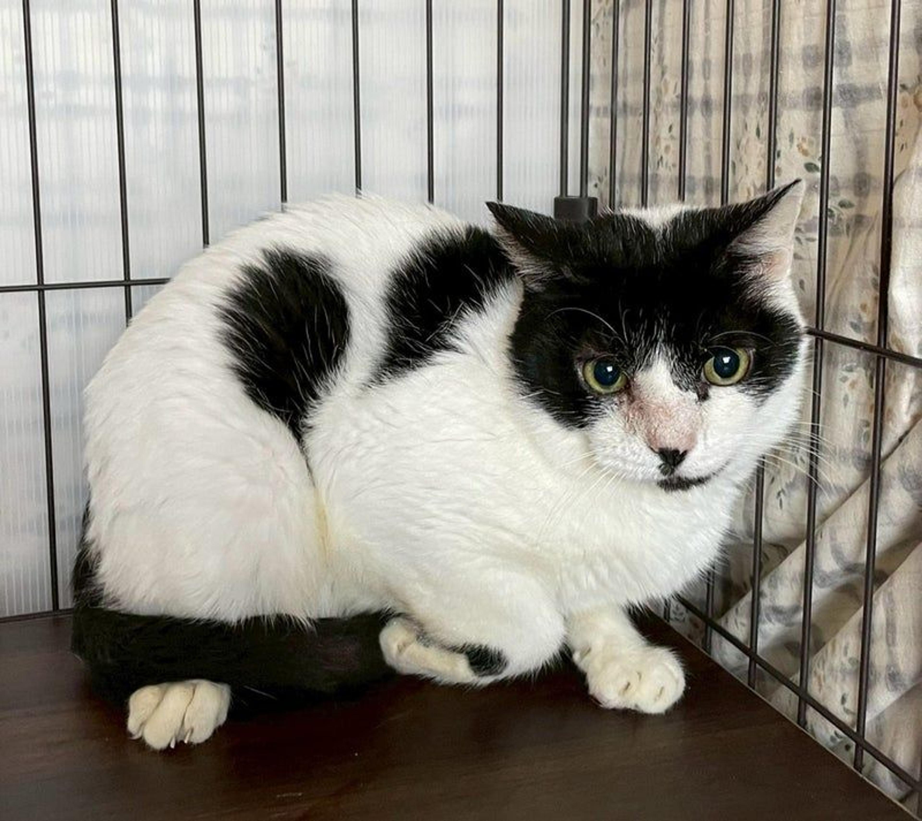 pet-image-3