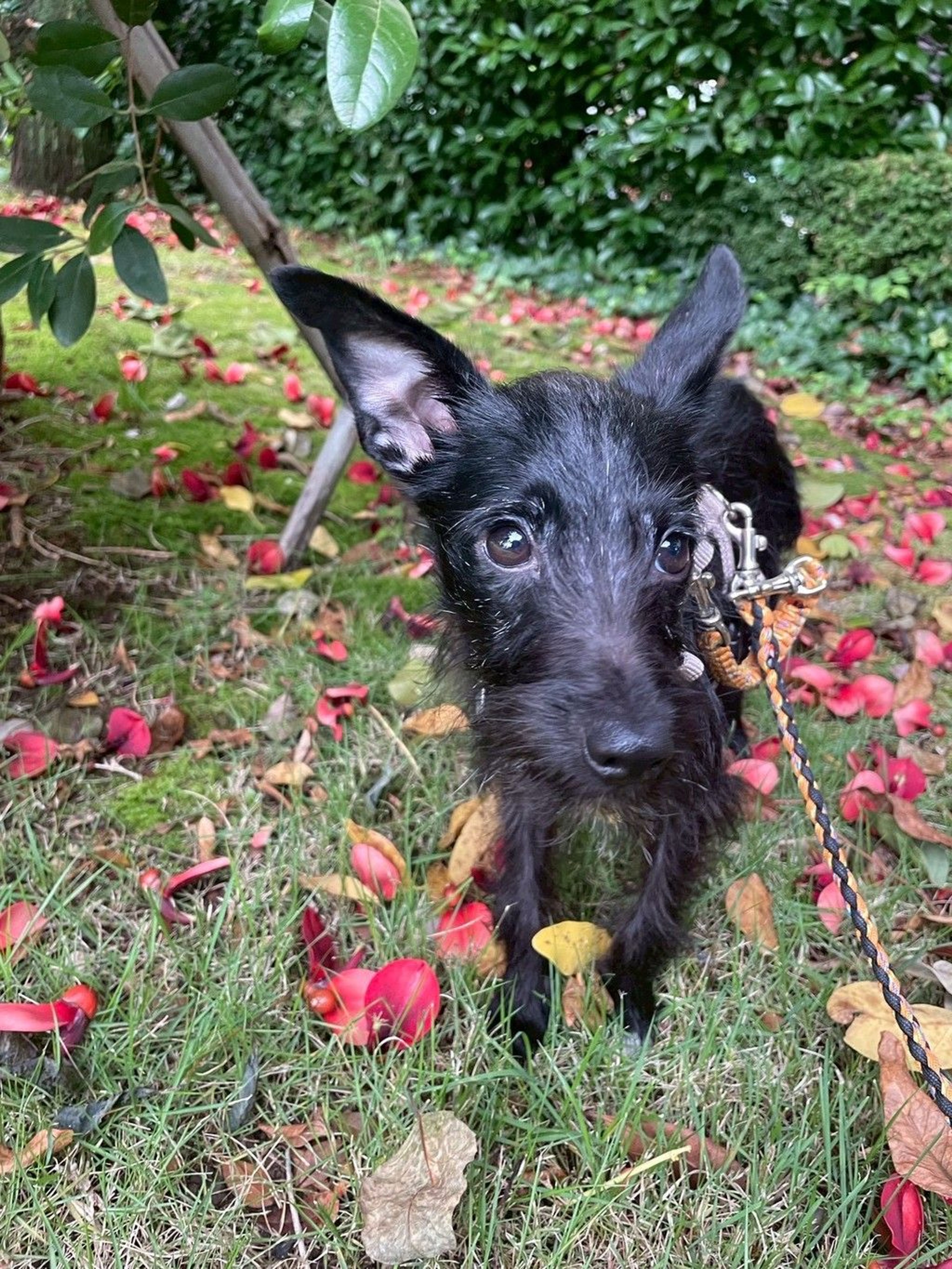 pet-image-5