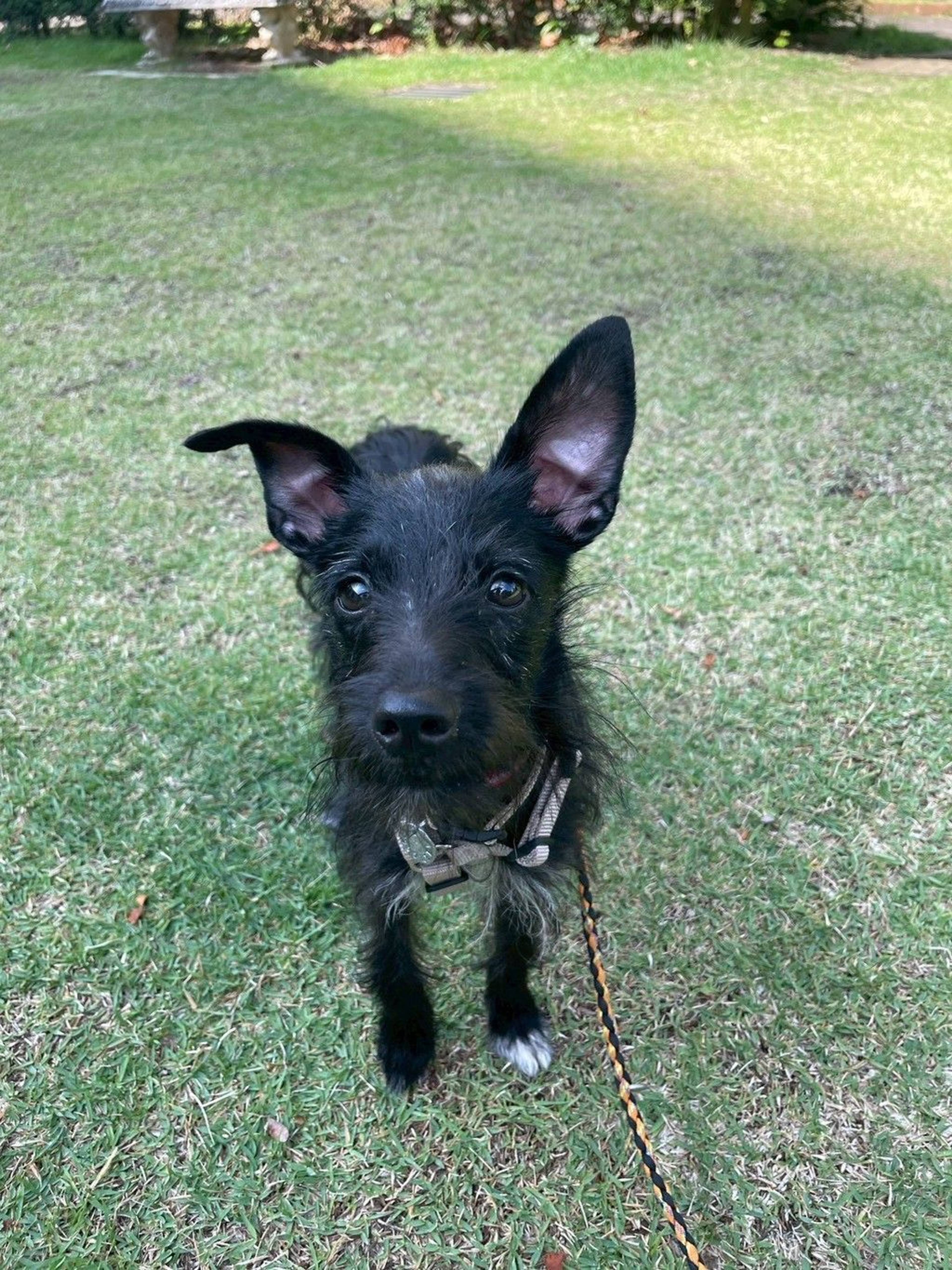 雑種（ミックス犬）・メスの里親募集の写真
