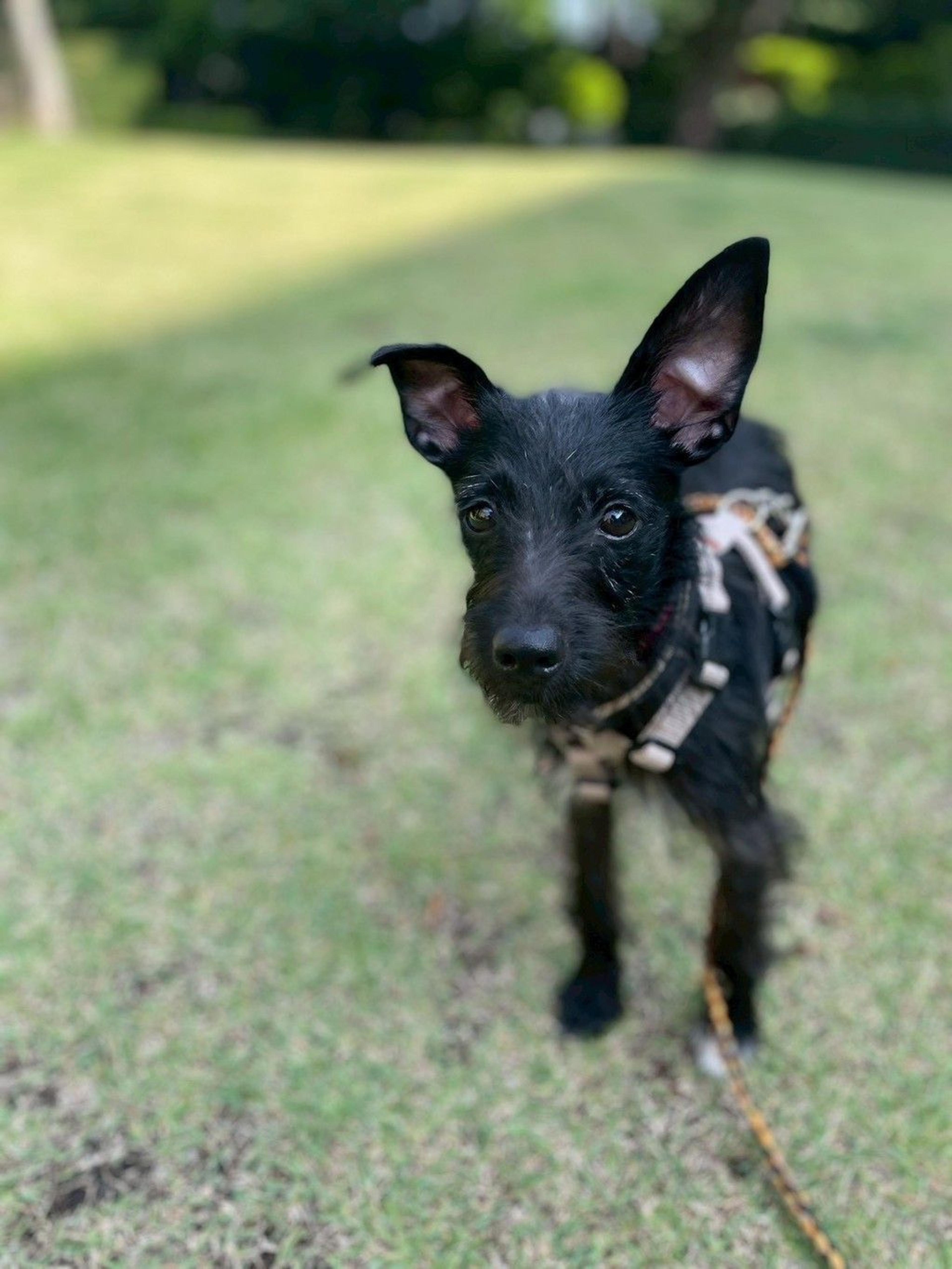 pet-image-2