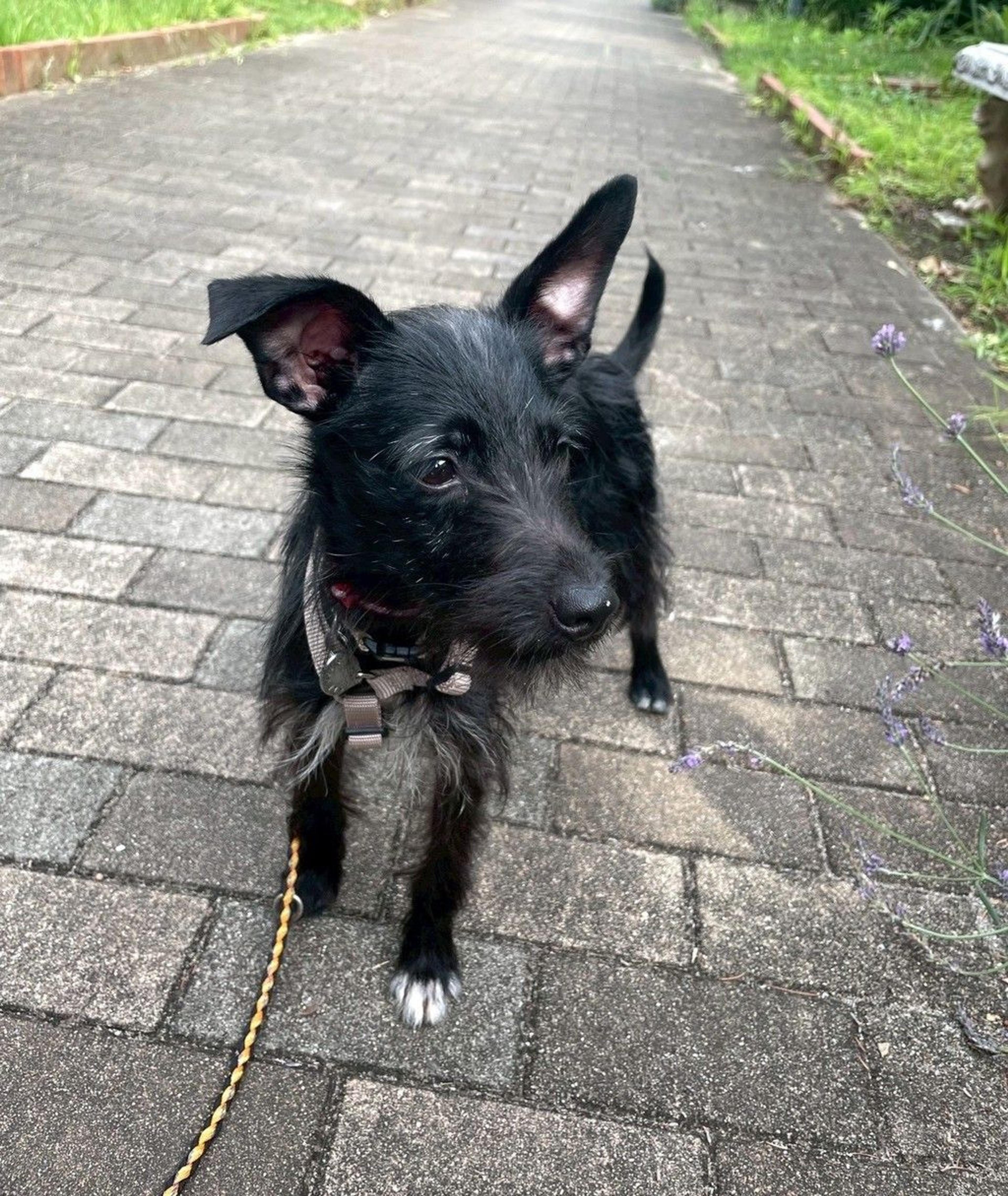 pet-image-4