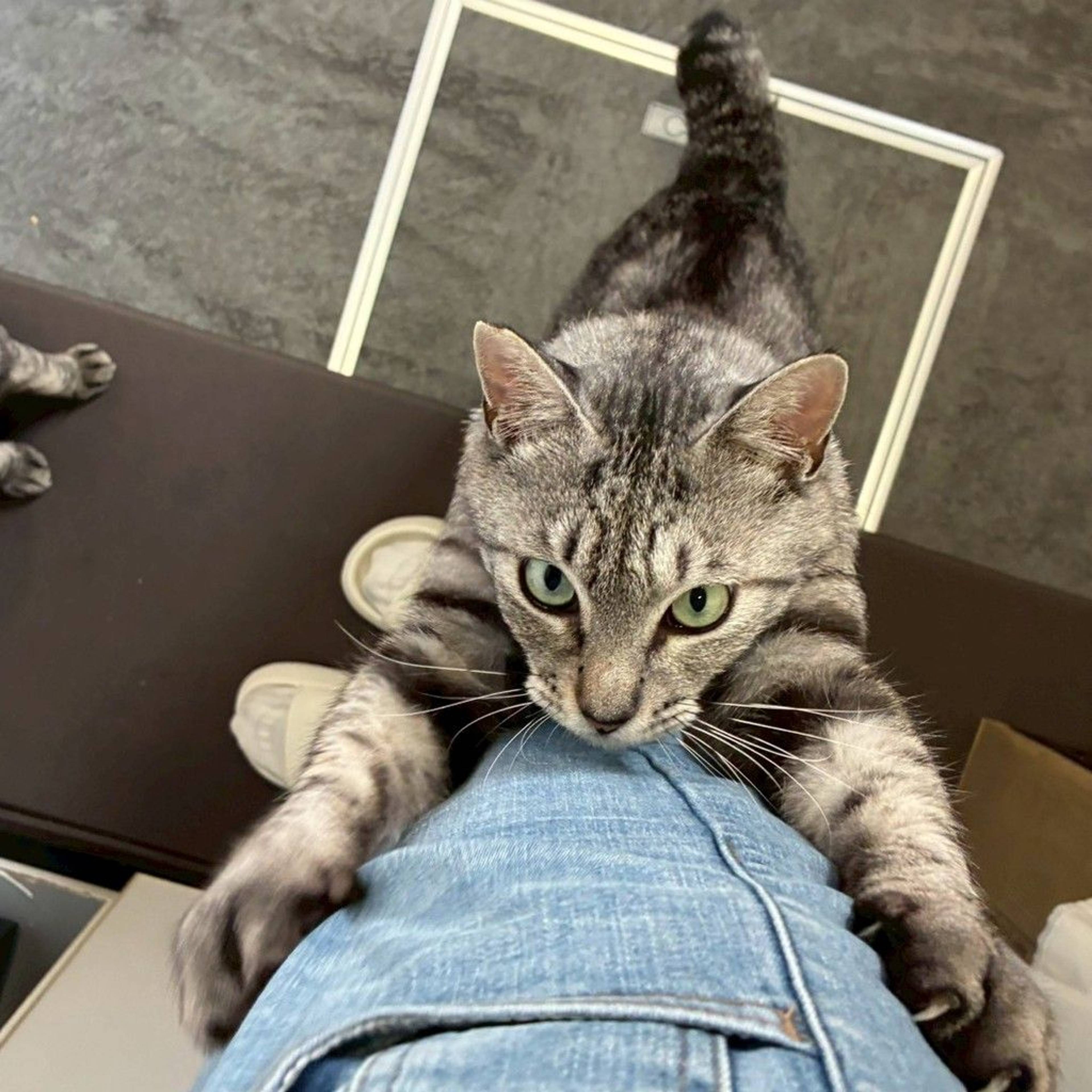 雑種（ミックス猫）・オスの里親募集の写真