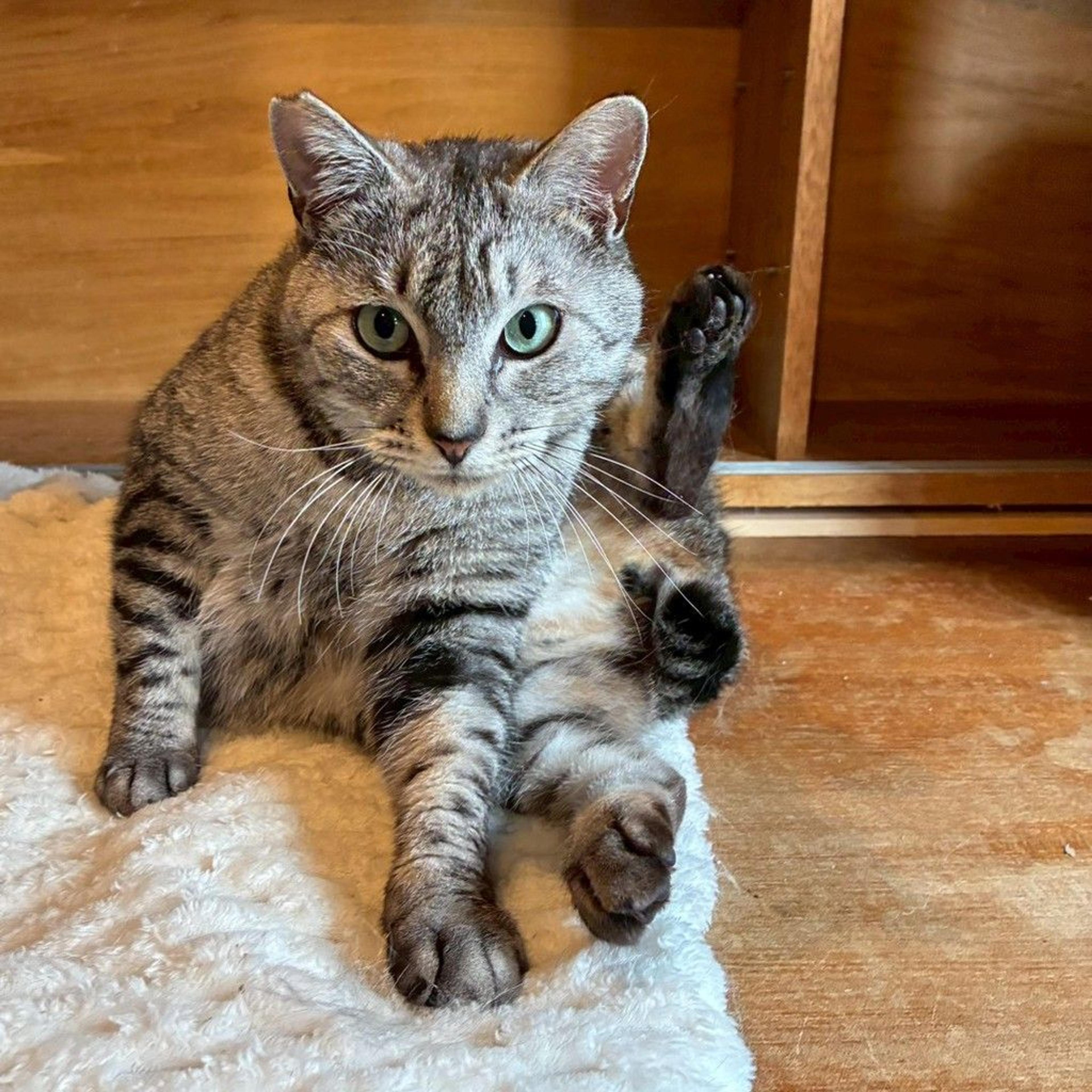 pet-image-2