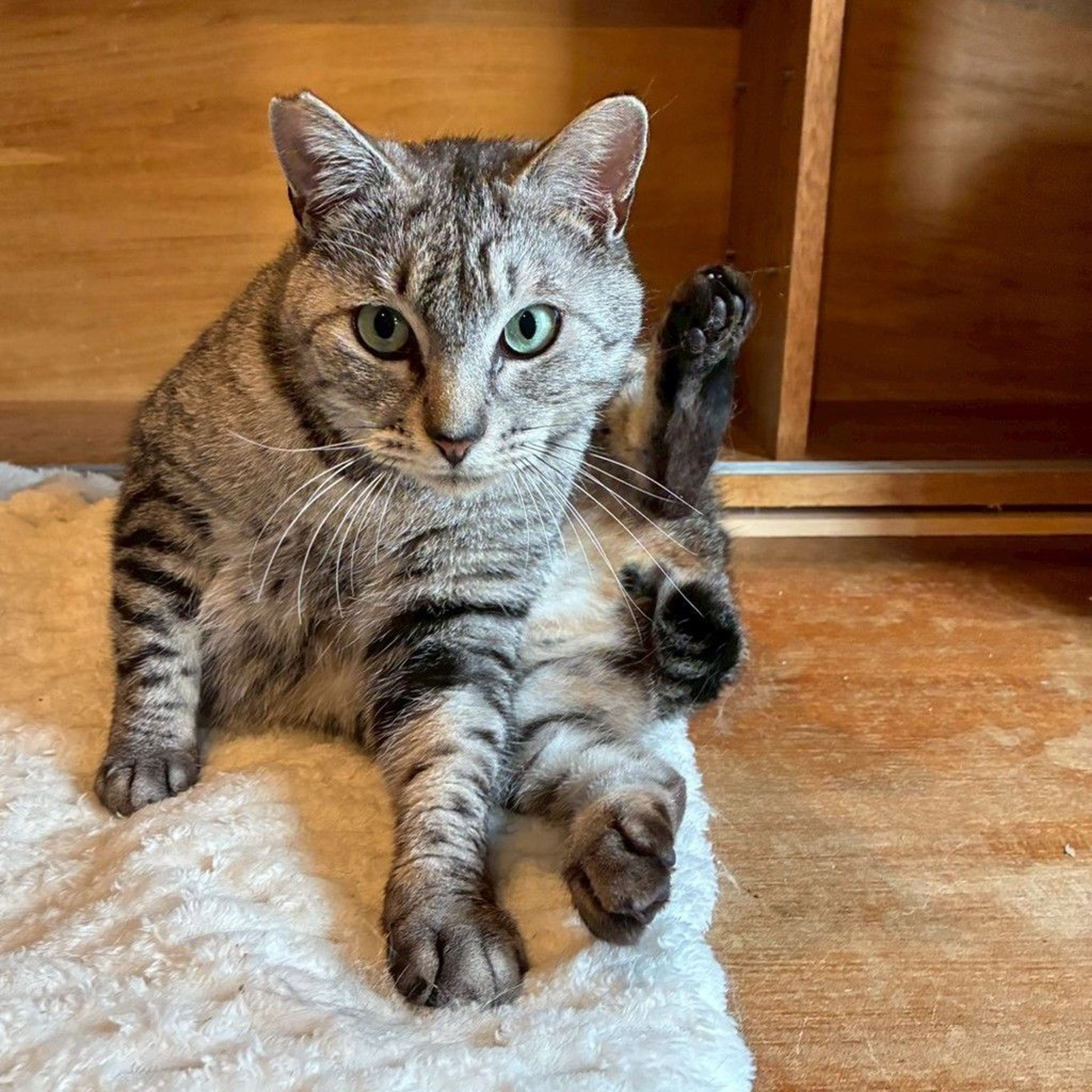 pet-image-2