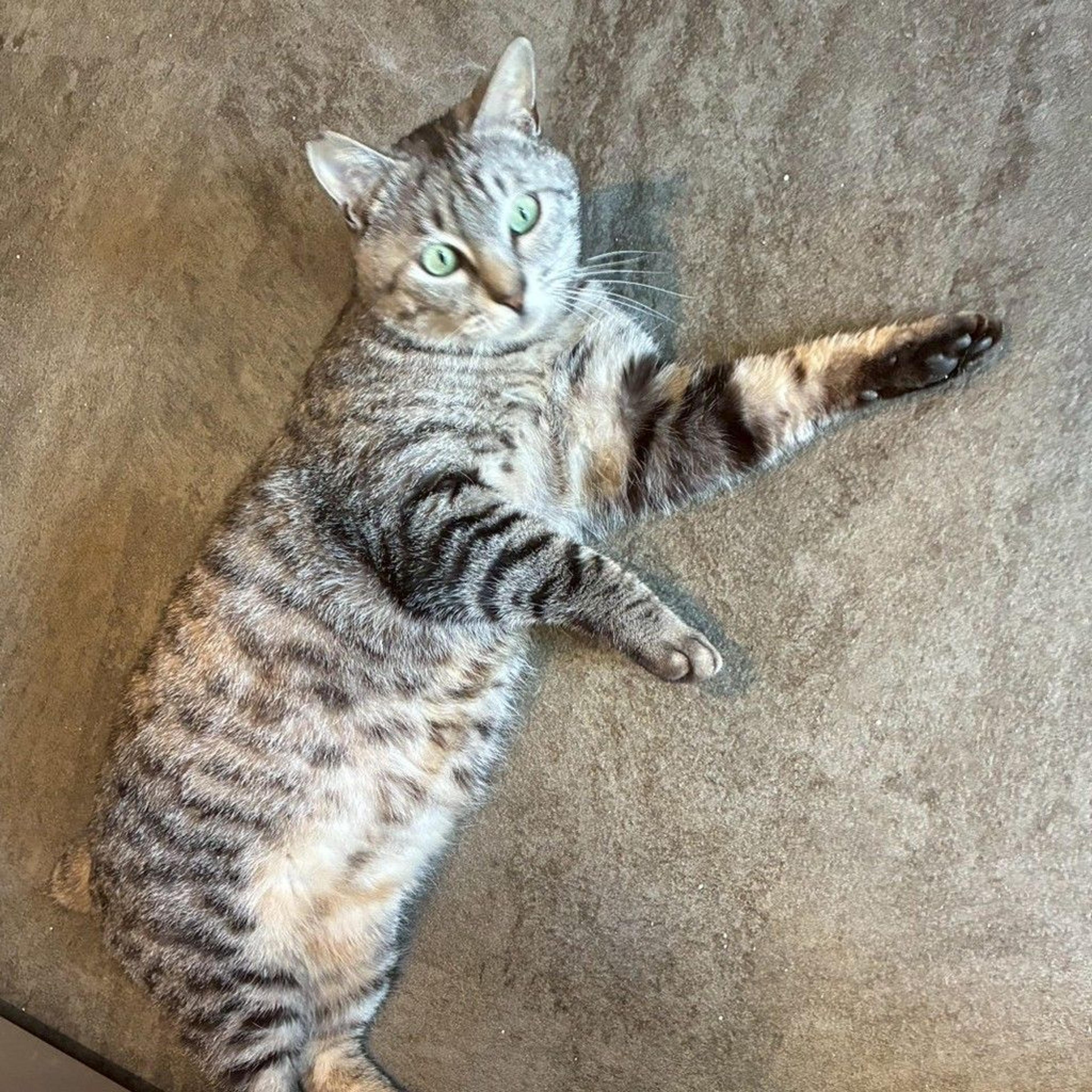 pet-image-4