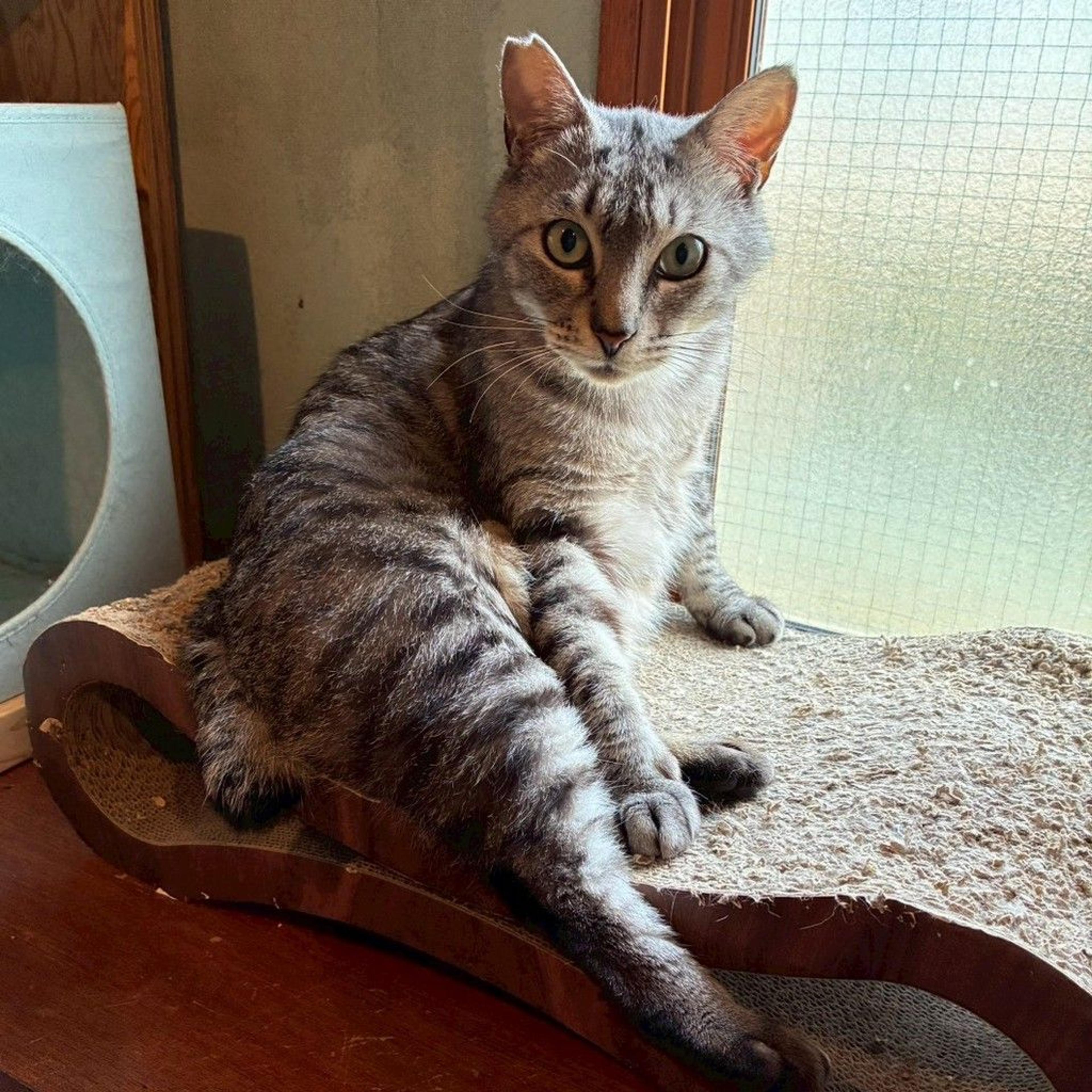pet-image-6