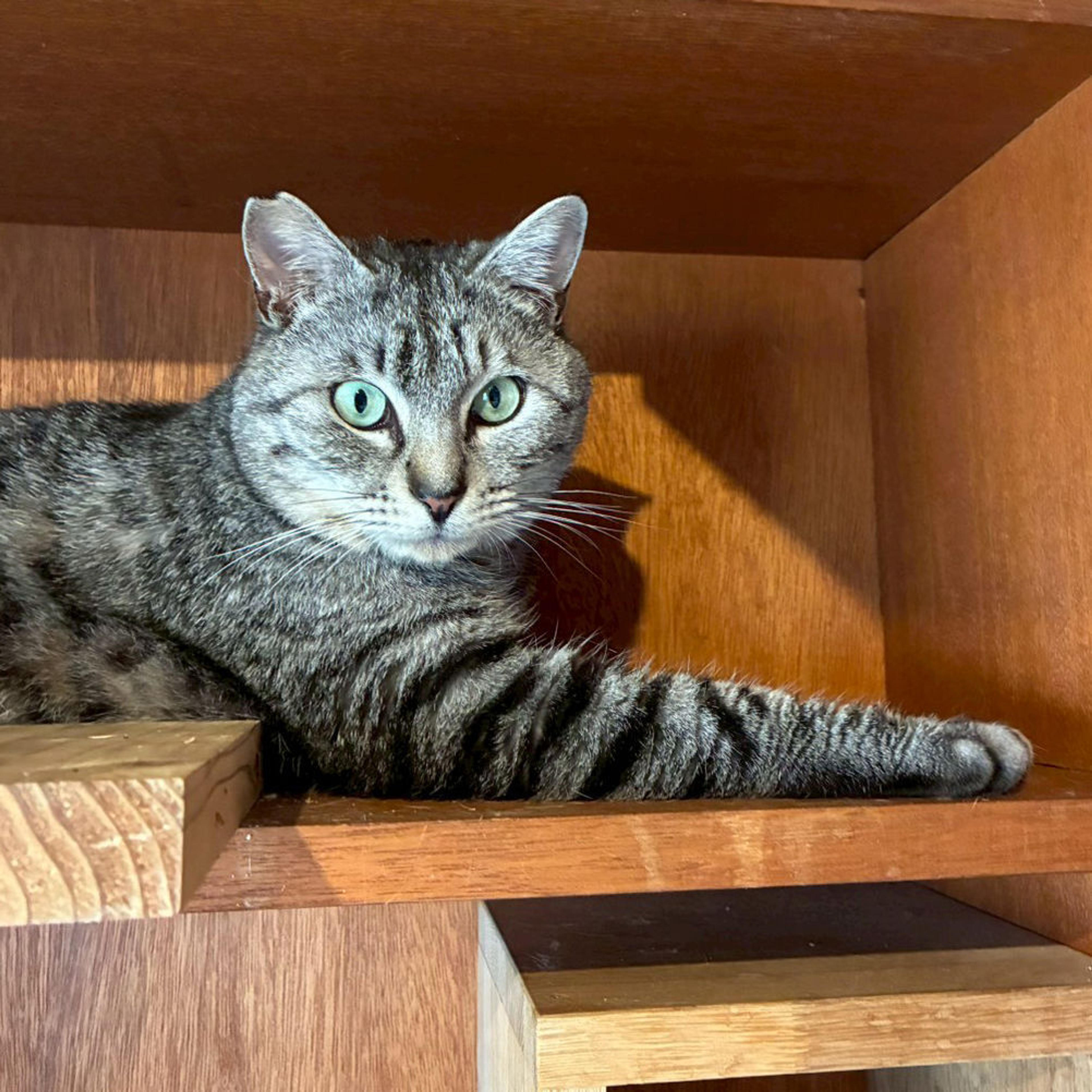 pet-image-7