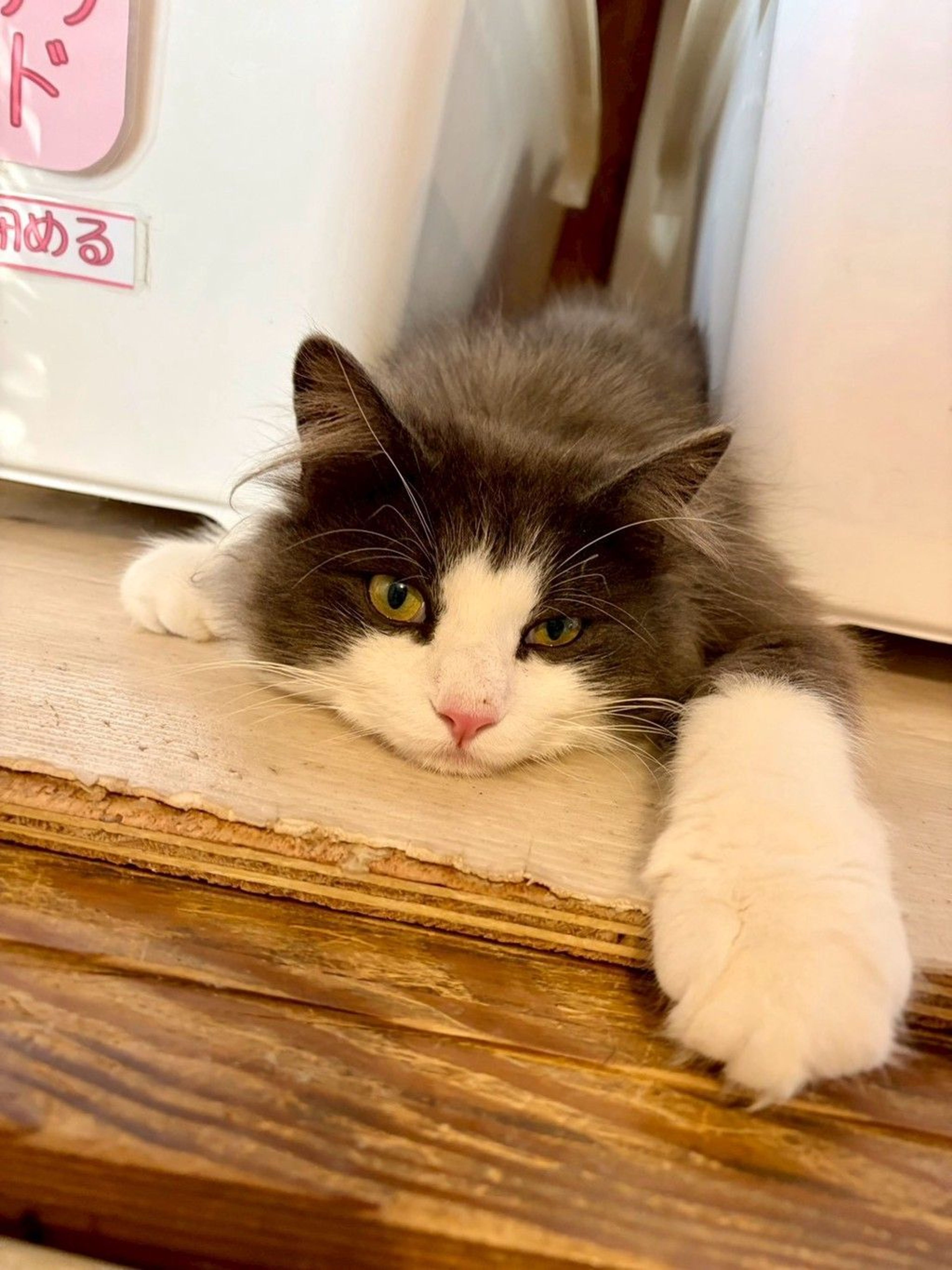 pet-image-4
