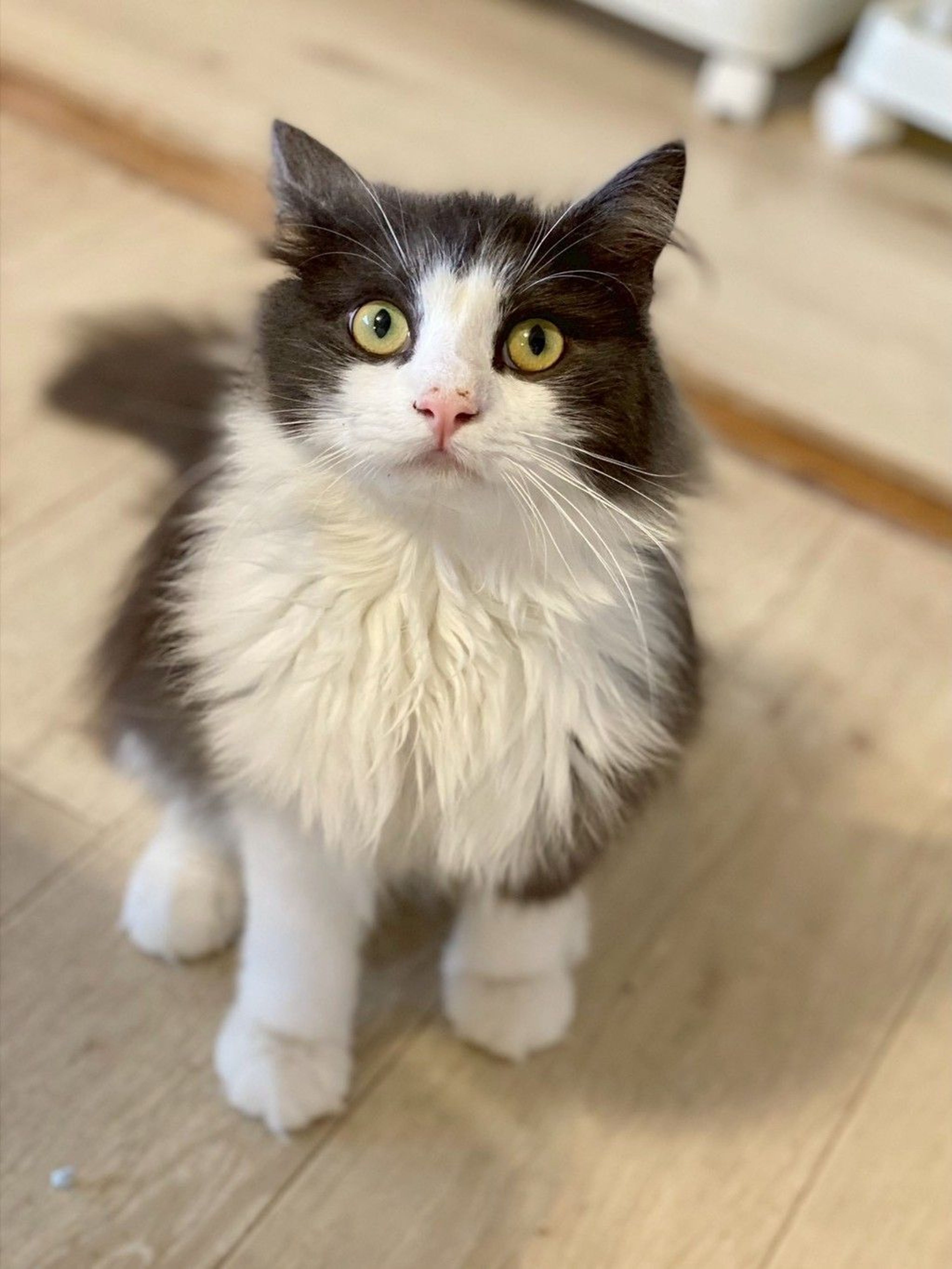 雑種（ミックス猫）・オスの里親募集の写真