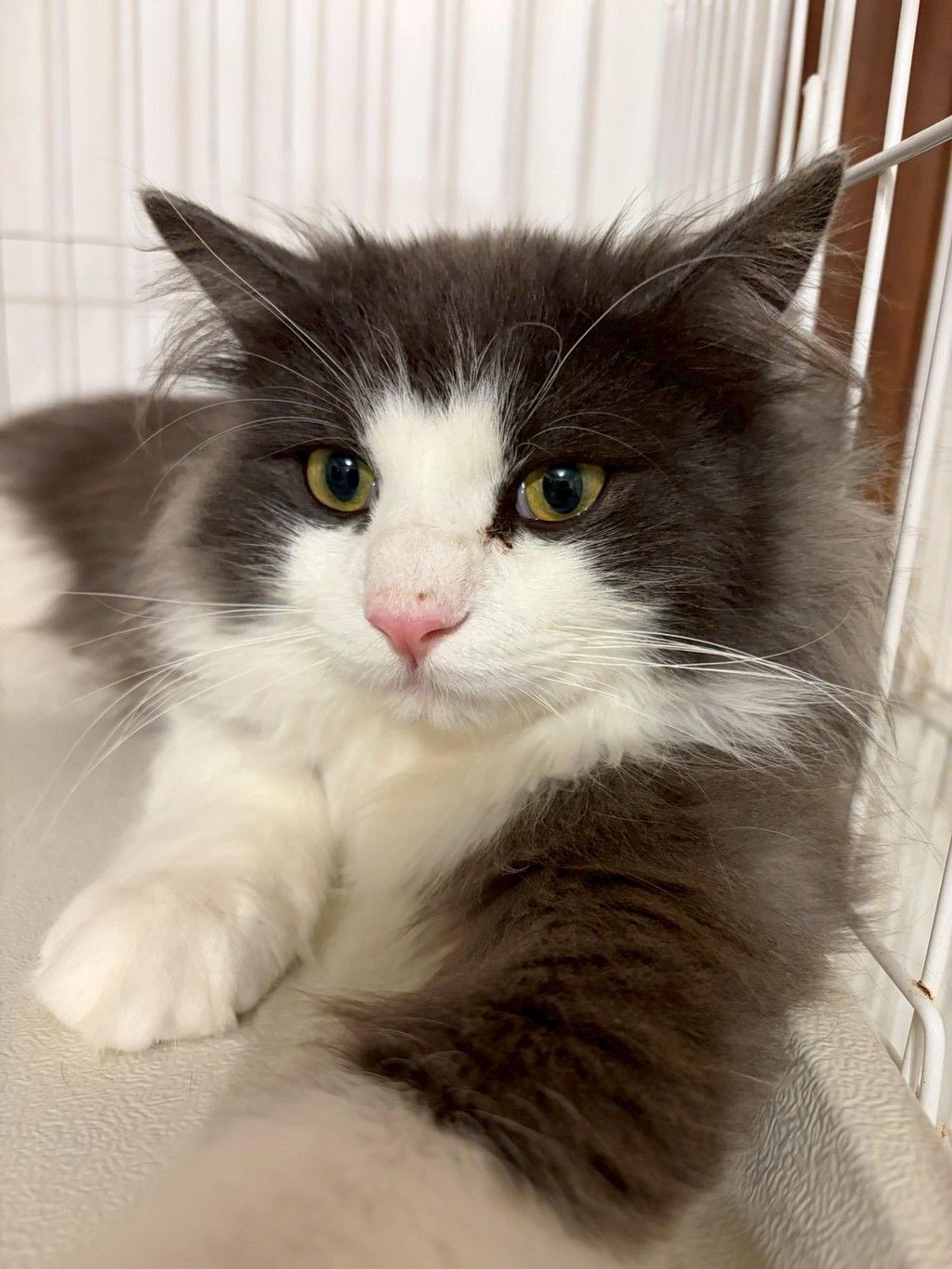 pet-image-2