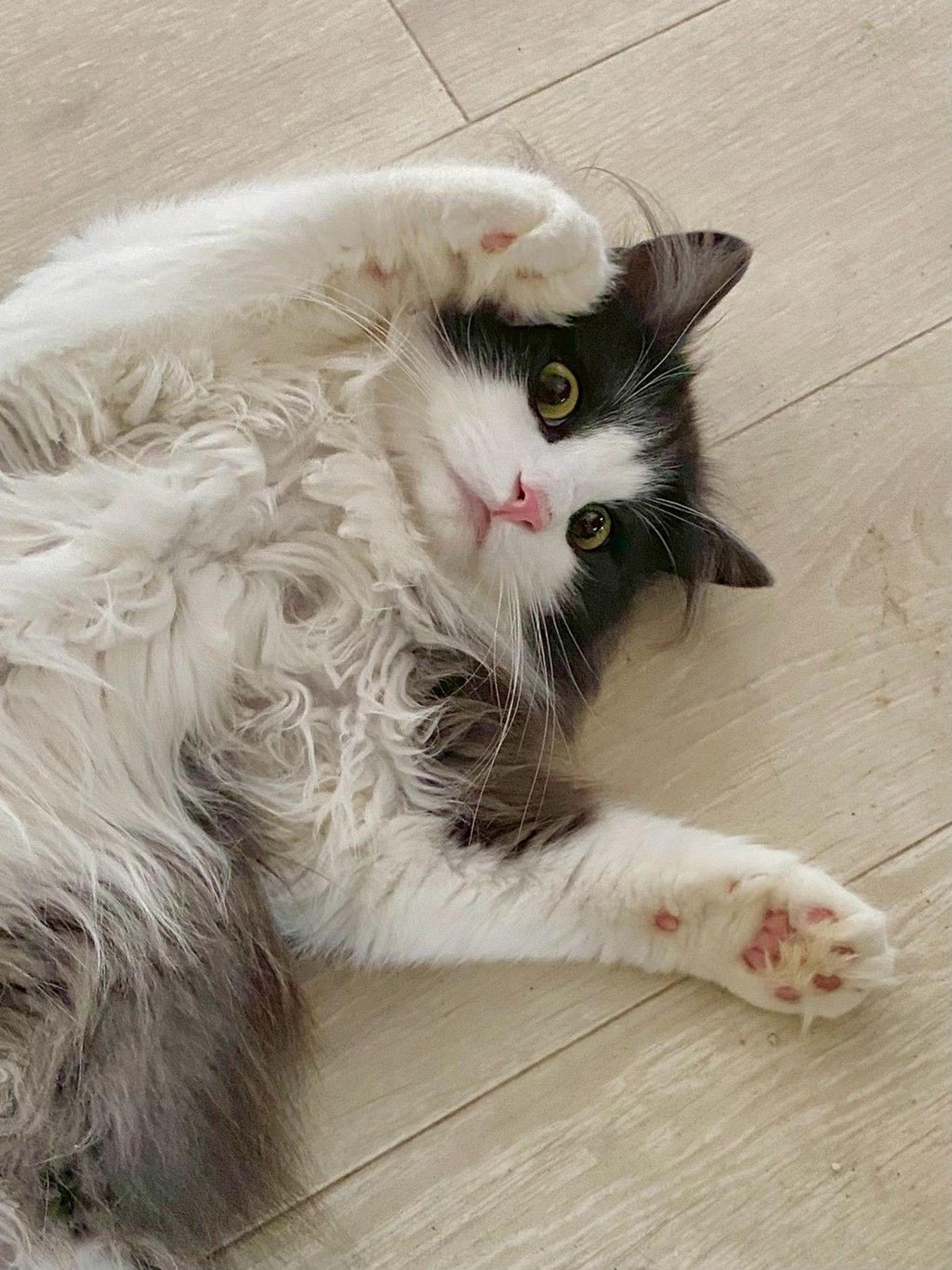 pet-image-4