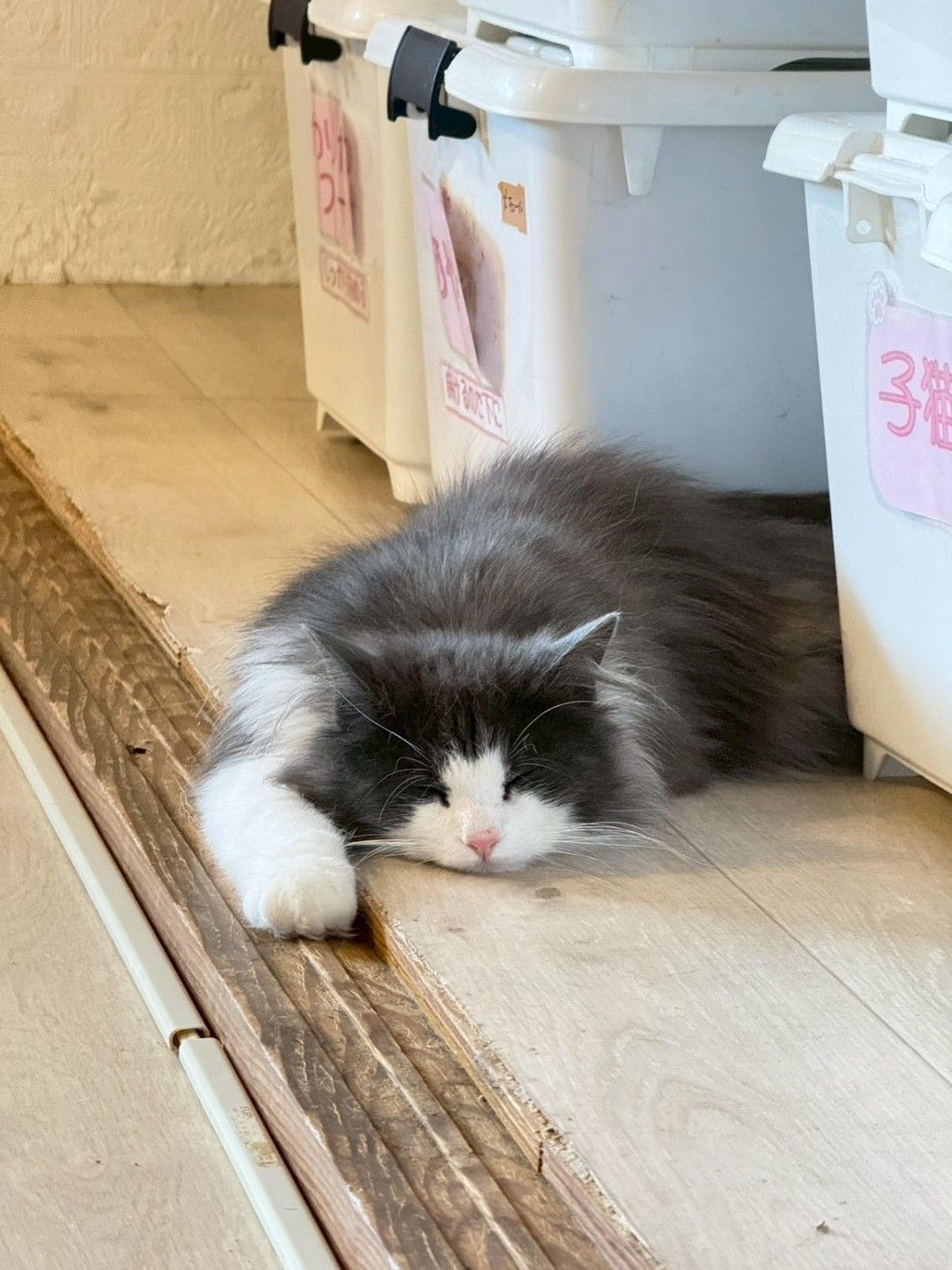 pet-image-5