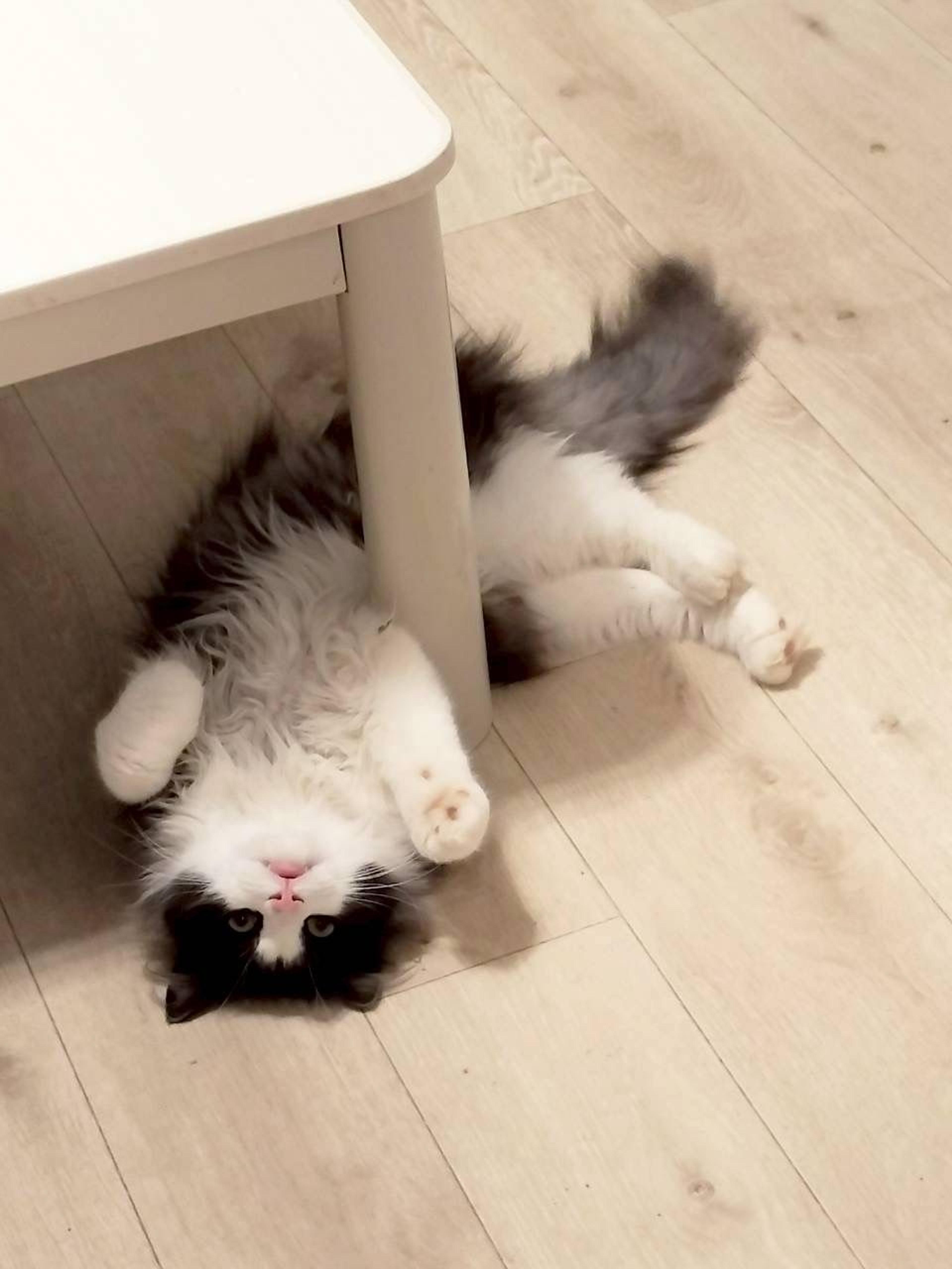 pet-image-6