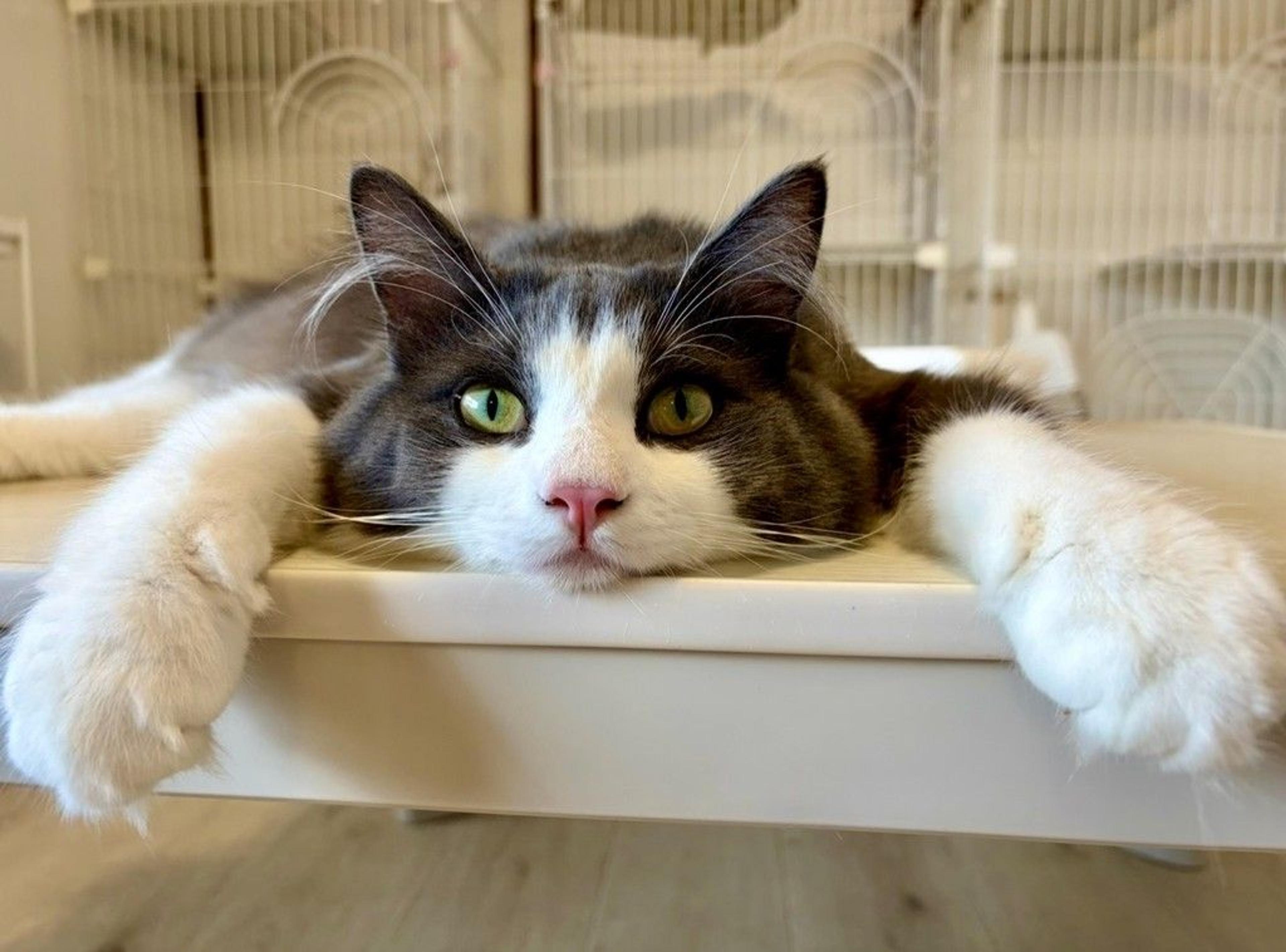 pet-image-9