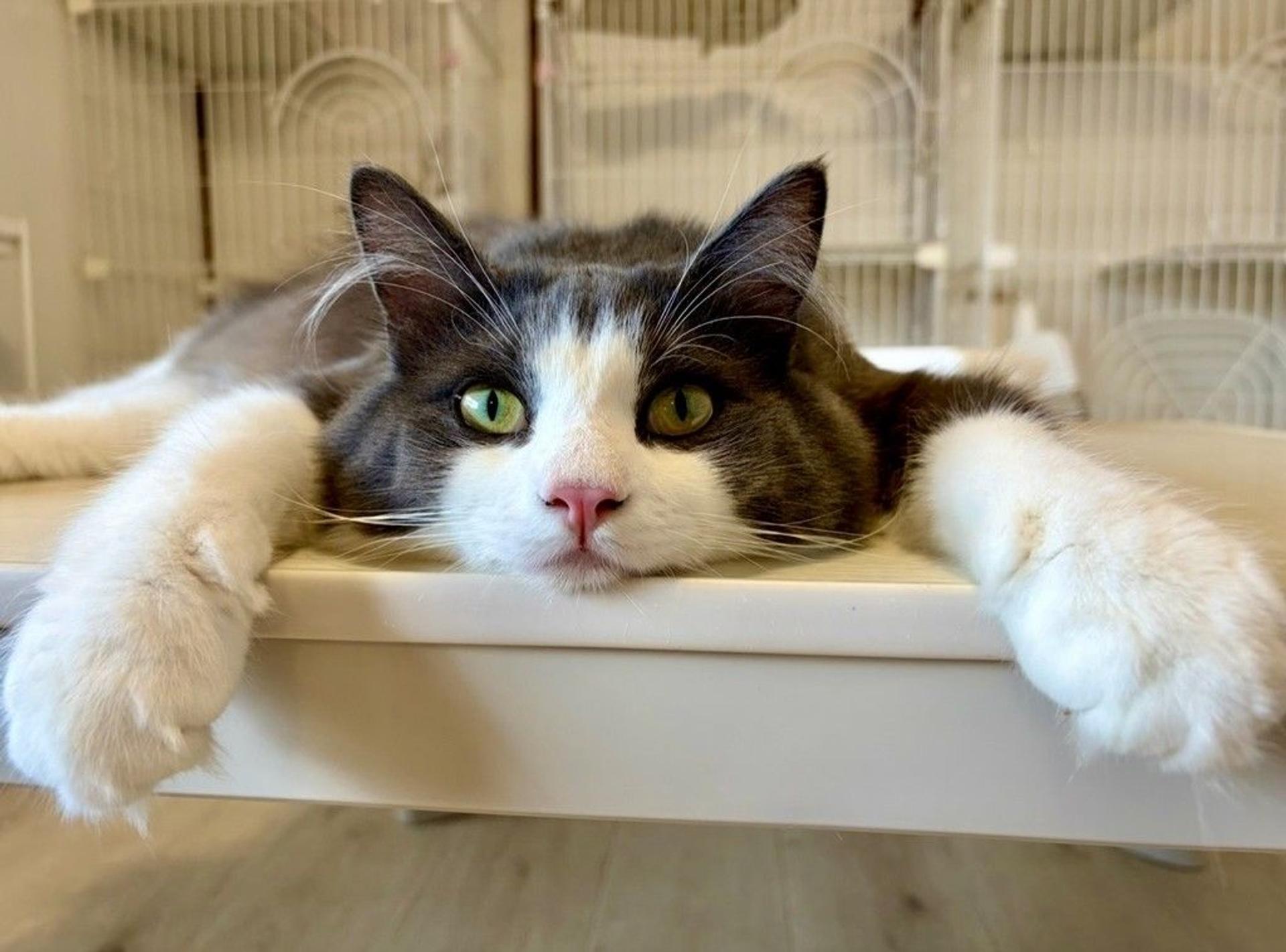 pet-image-9