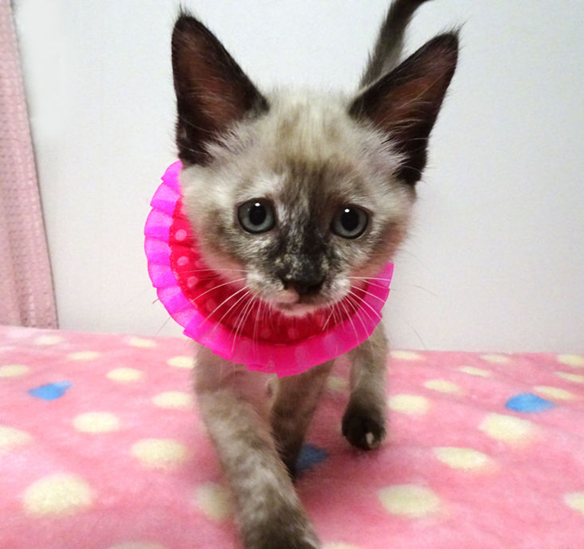 雑種（ミックス猫）・メスの里親募集の写真