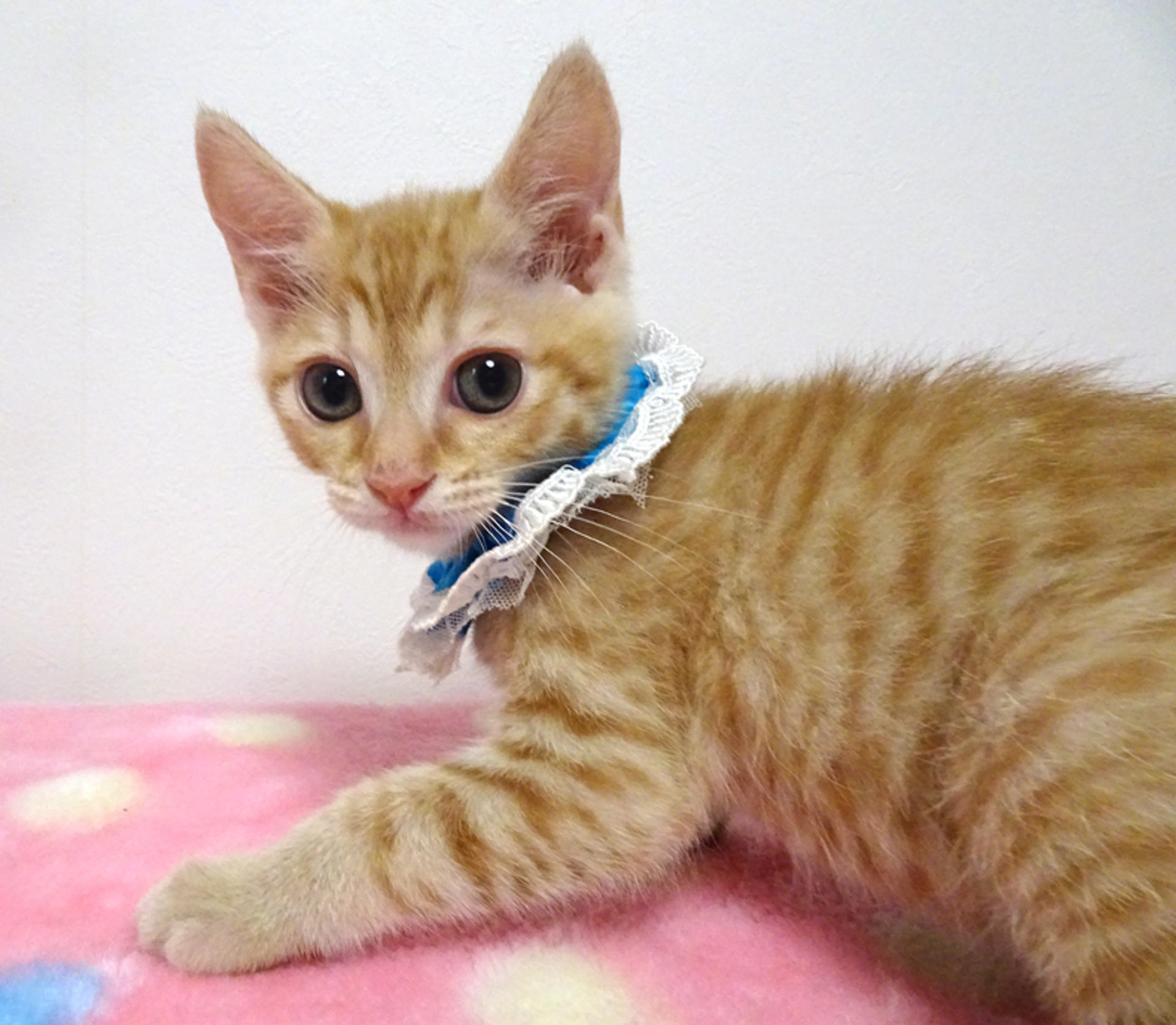 pet-image-4