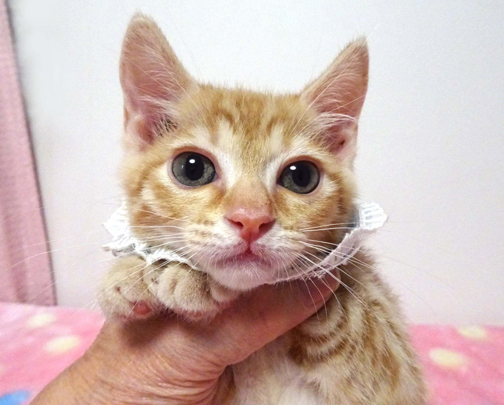 pet-image-5