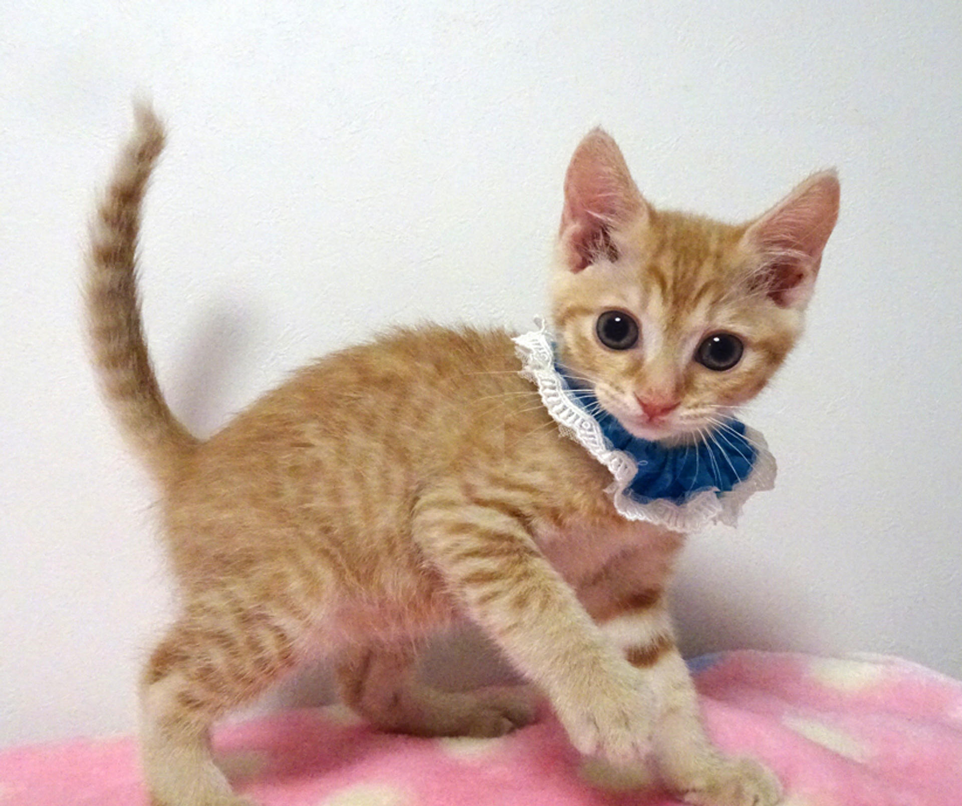 pet-image-6