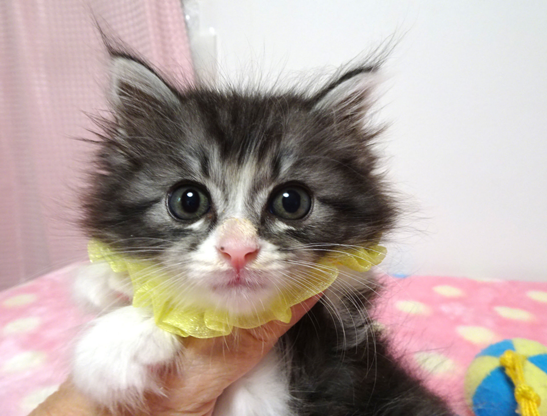 雑種（ミックス猫）・オスの里親募集の写真