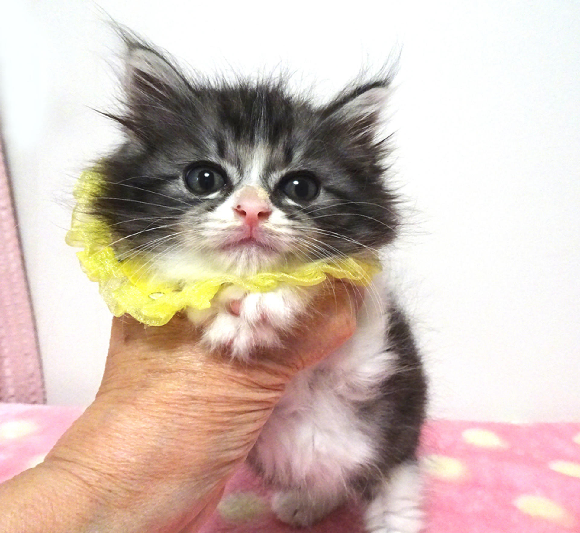 pet-image-2