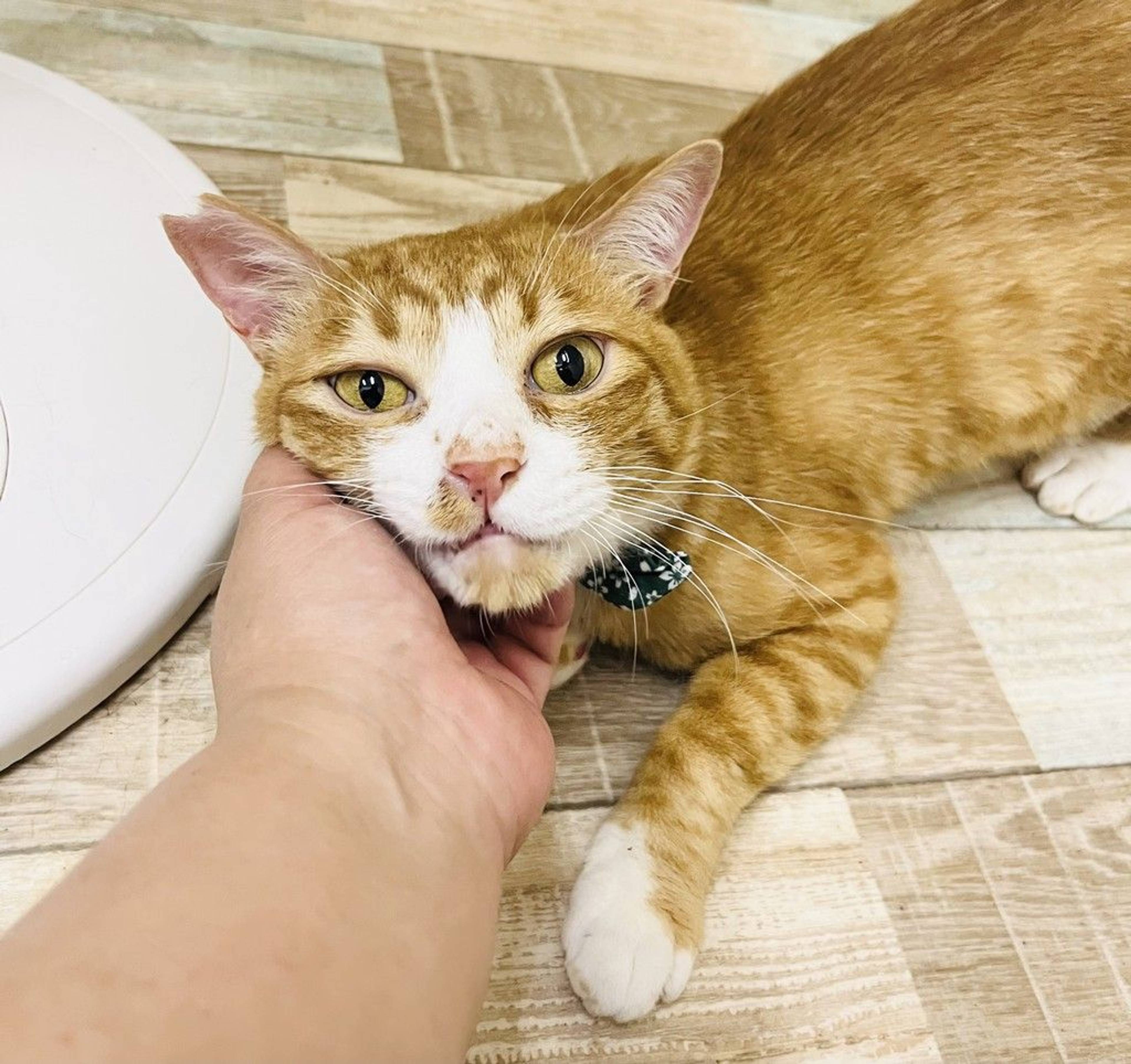 雑種（ミックス猫）・オスの里親募集の写真