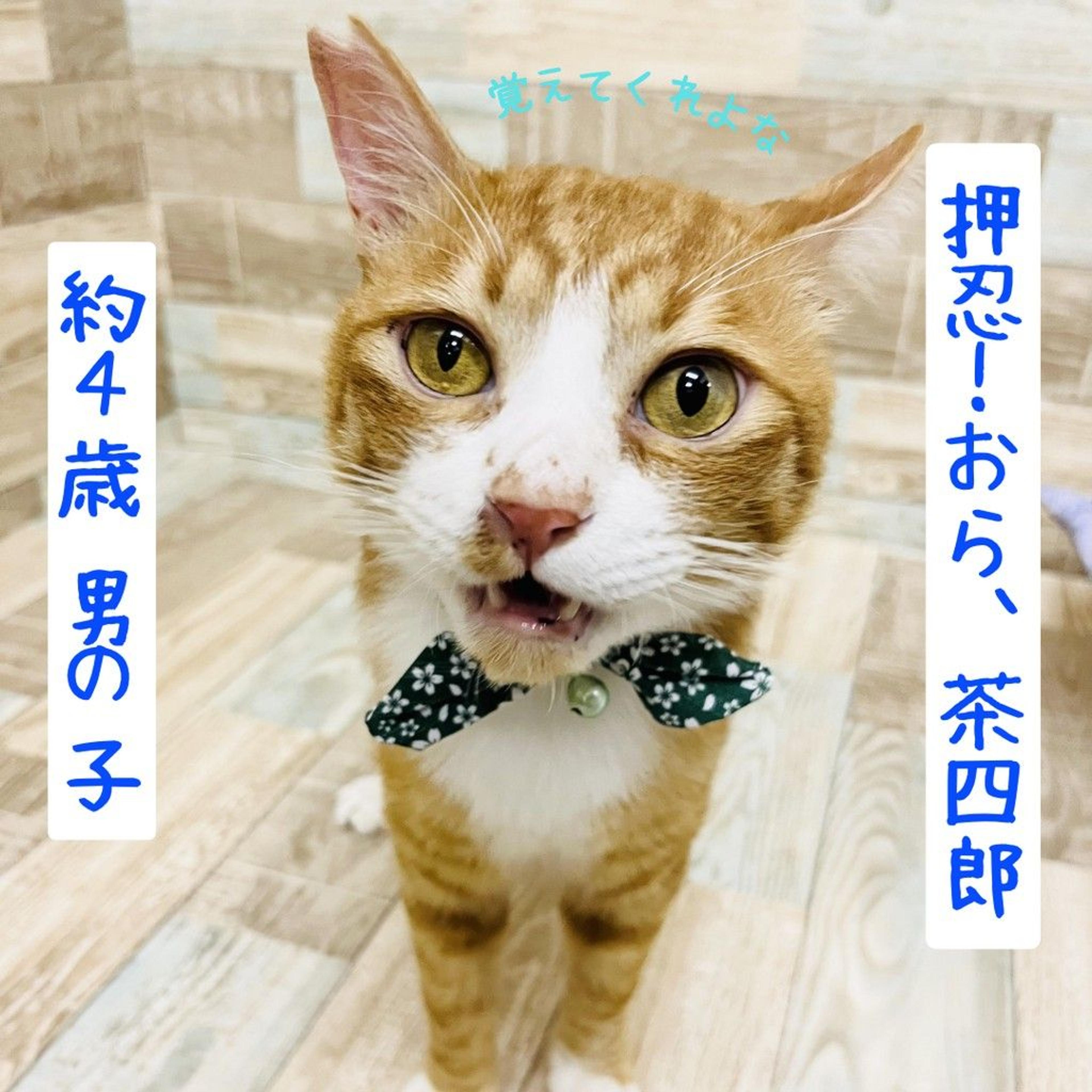 pet-image-2