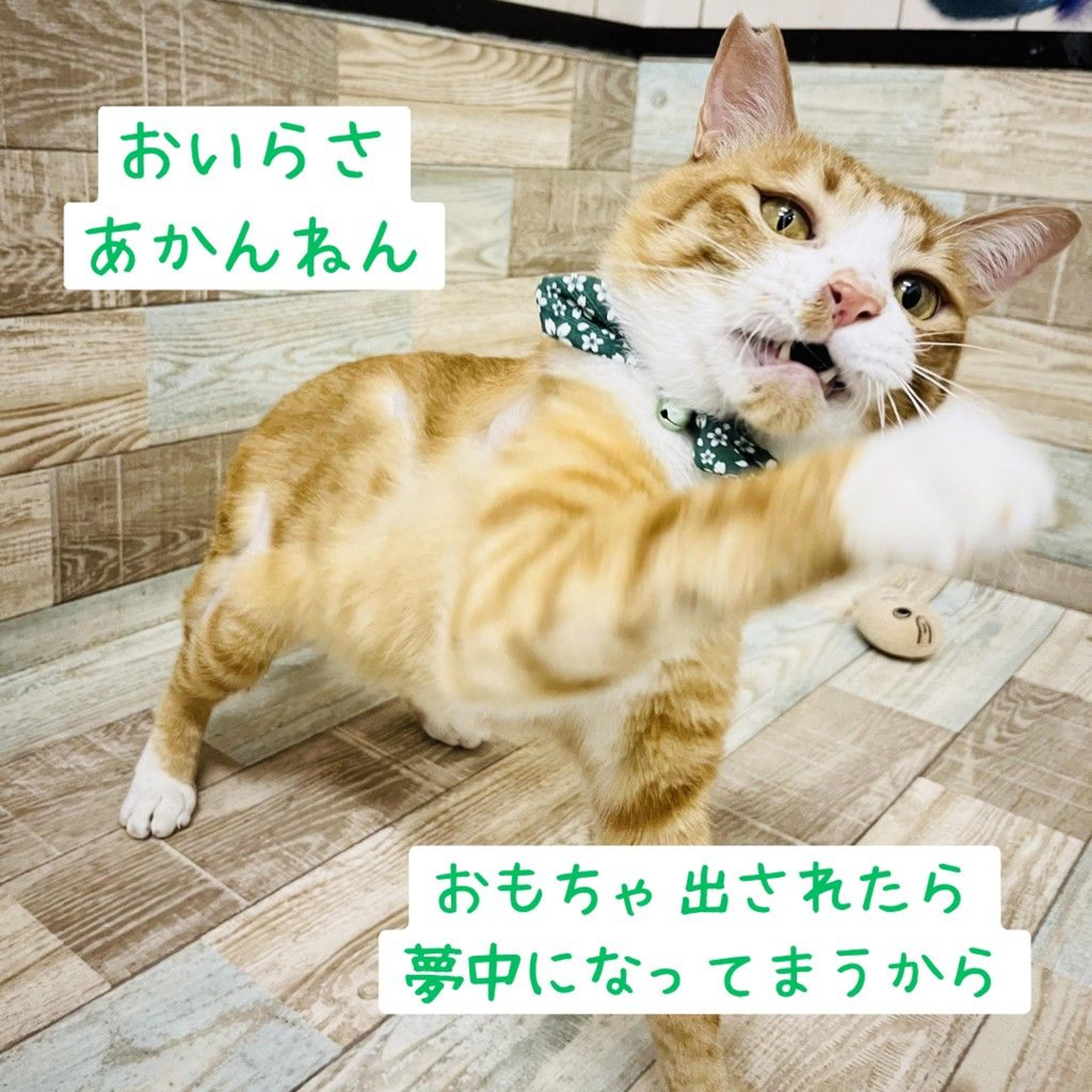 pet-image-4