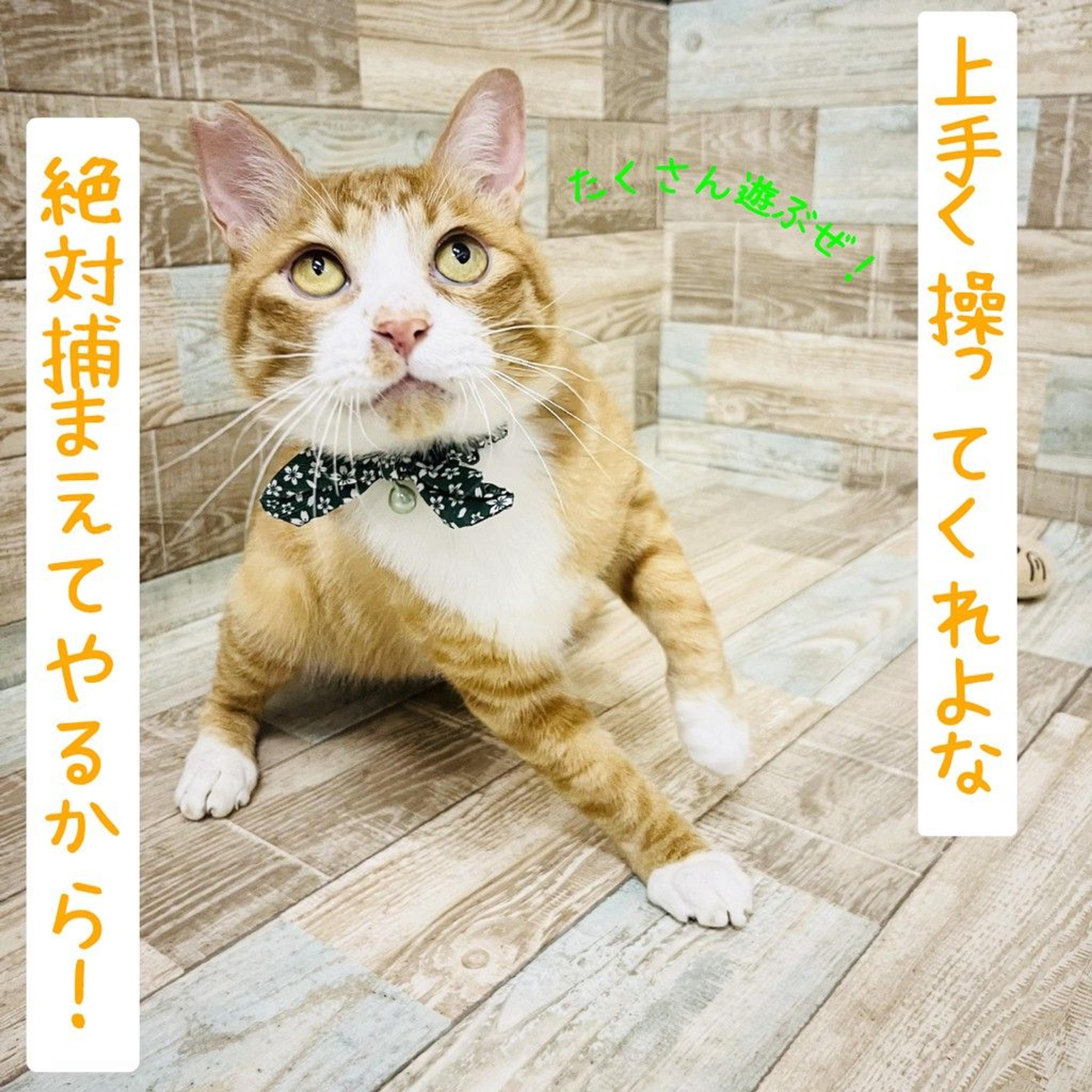 pet-image-5