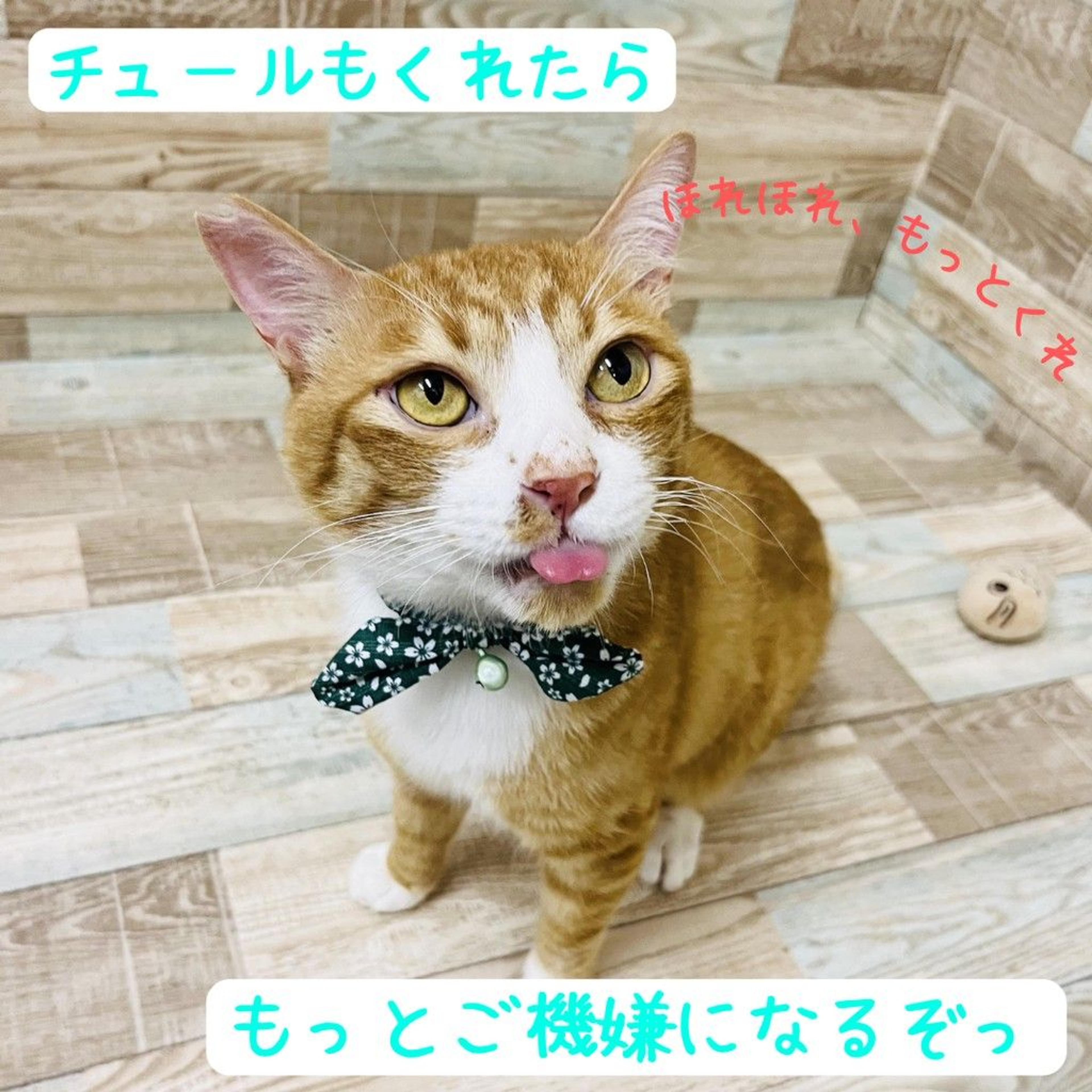 pet-image-6