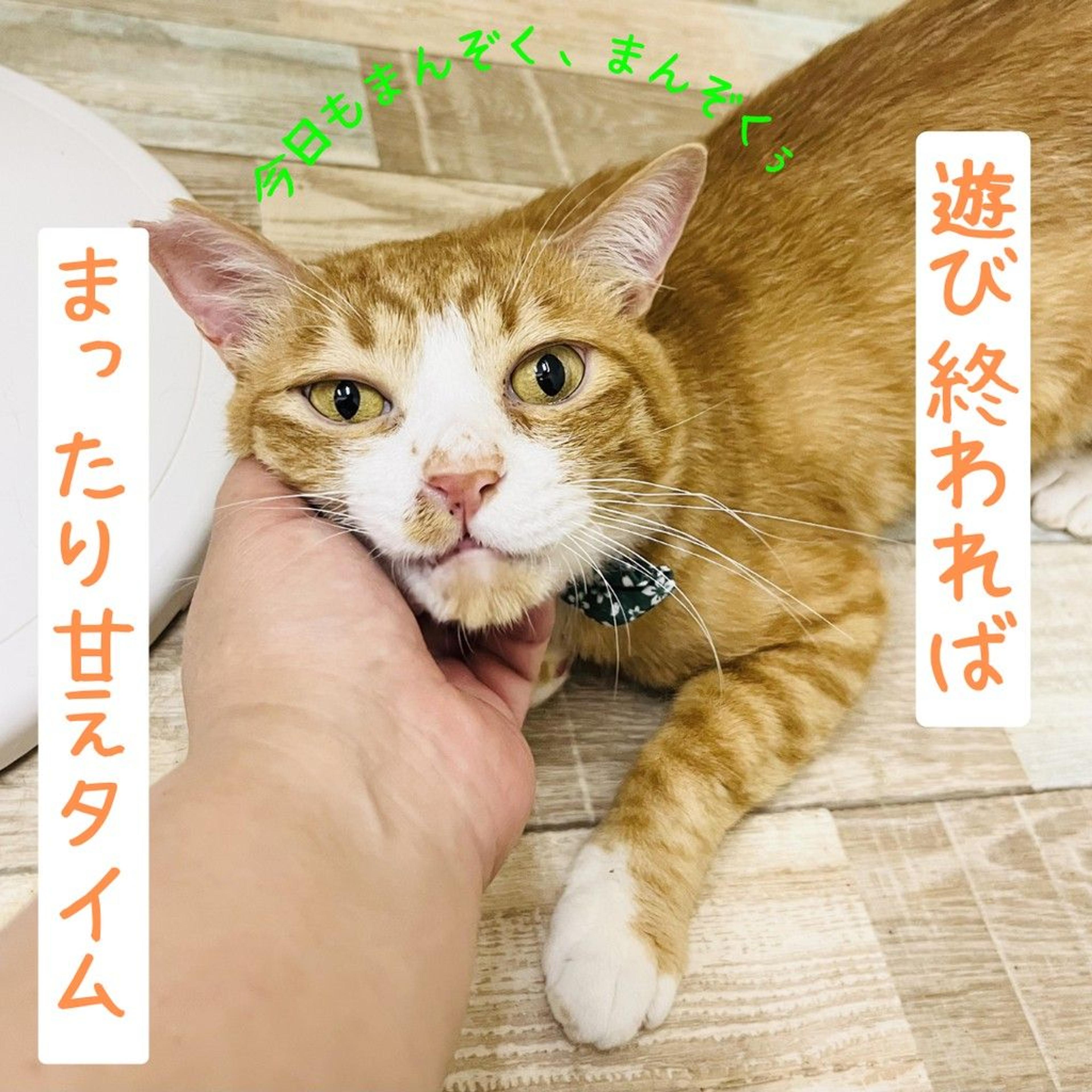 pet-image-7