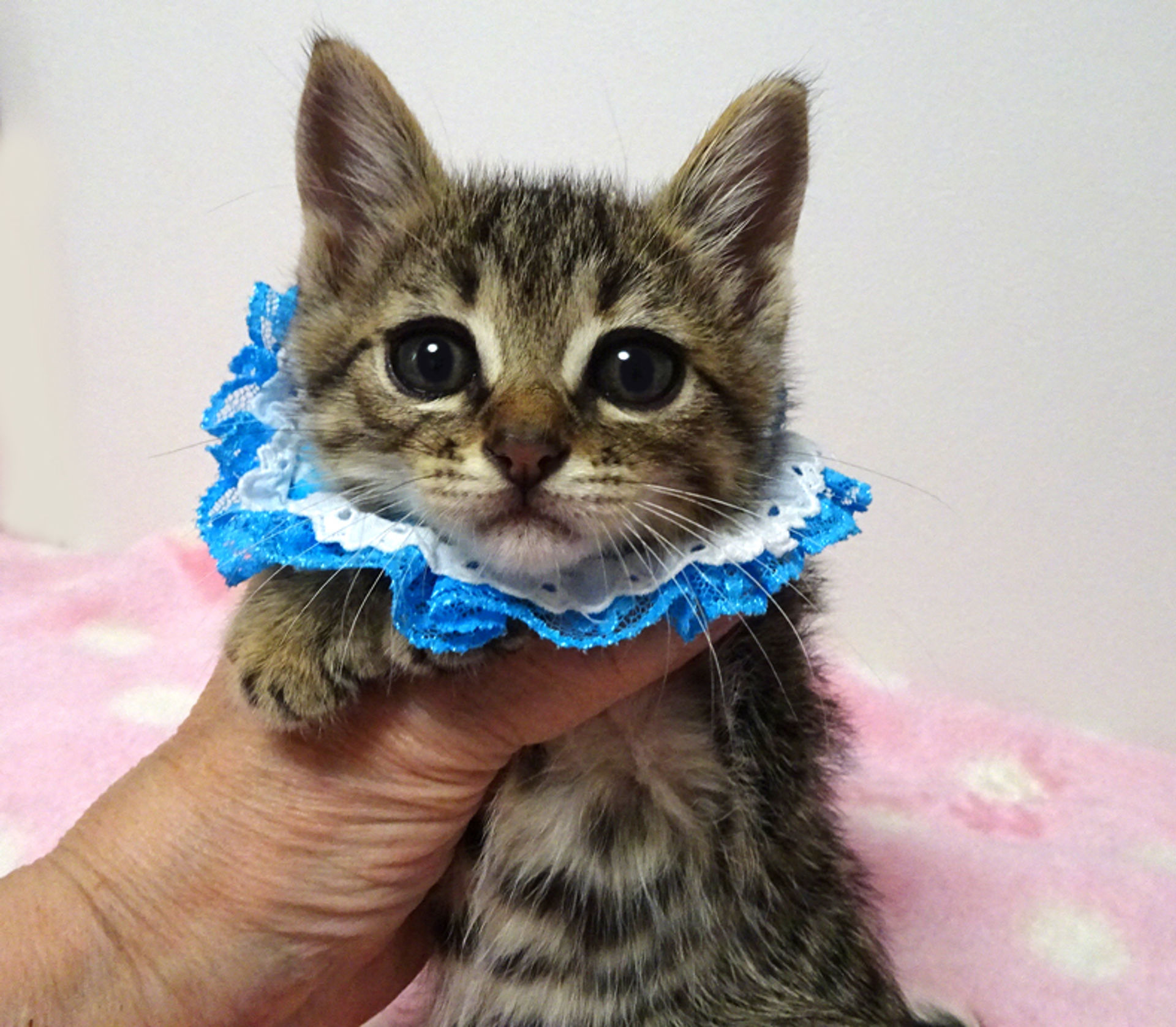 雑種（ミックス猫）・オスの里親募集の写真