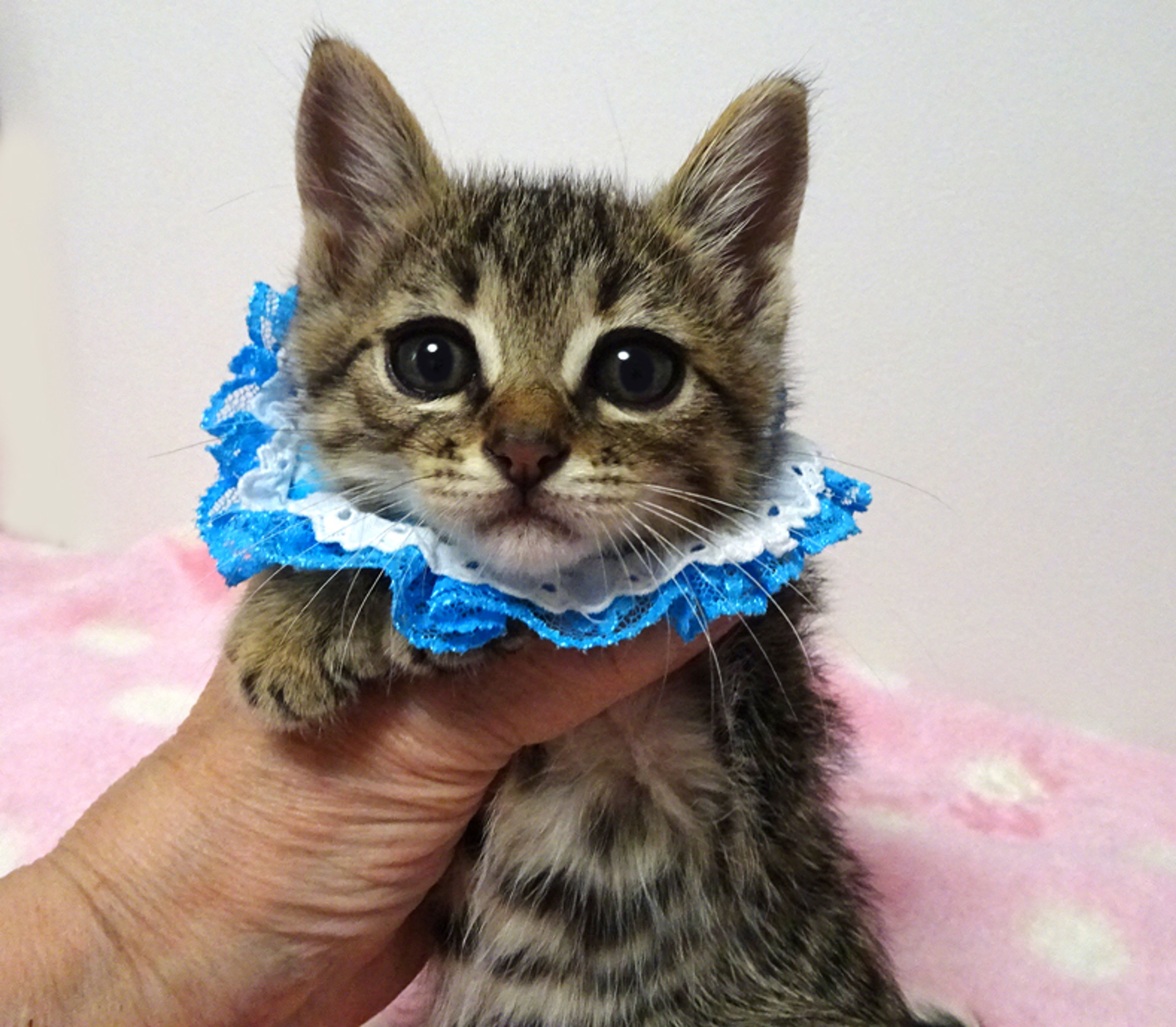 雑種（ミックス猫）・オスの里親募集の写真