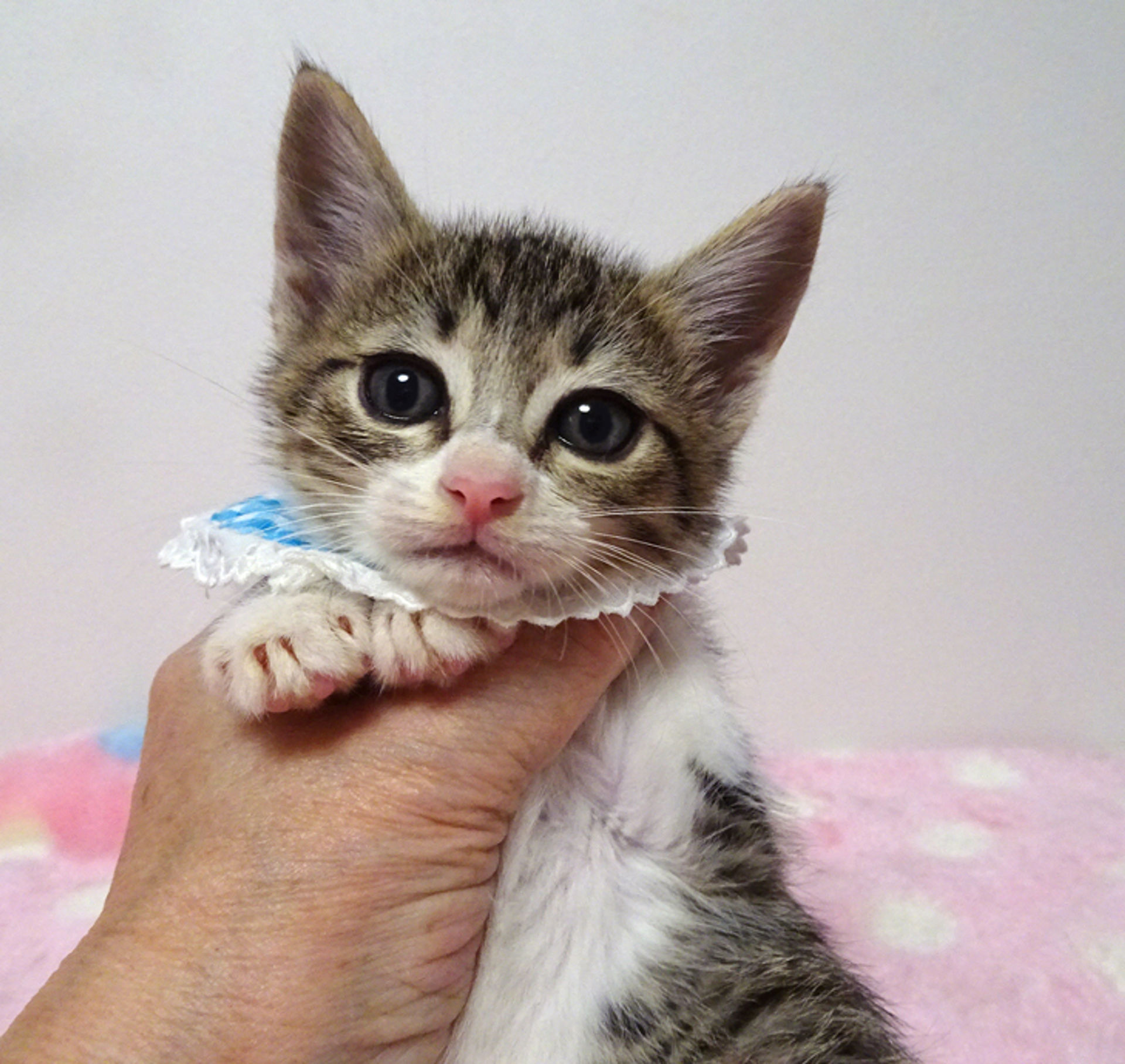 雑種（ミックス猫）・オスの里親募集の写真