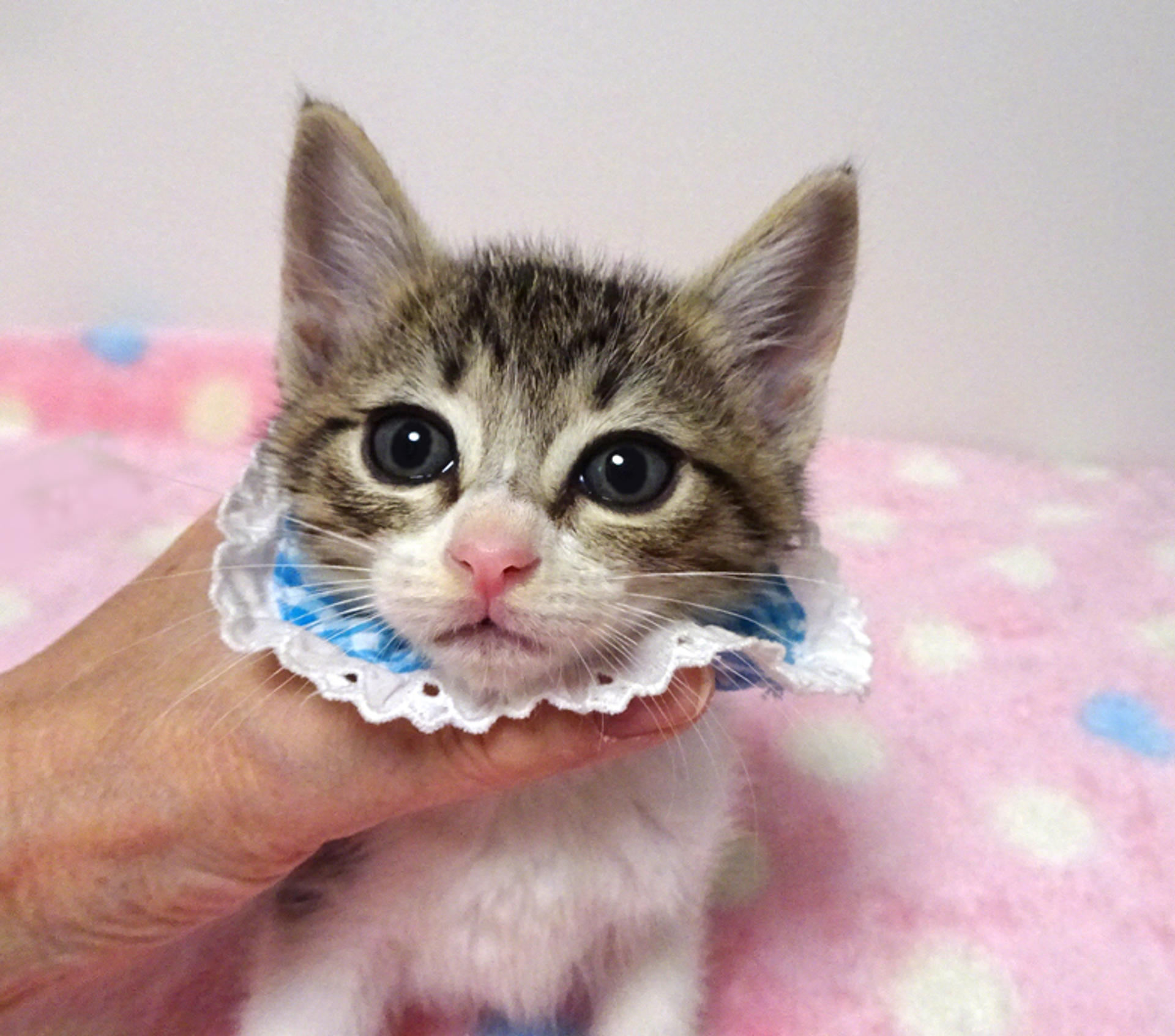 pet-image-4