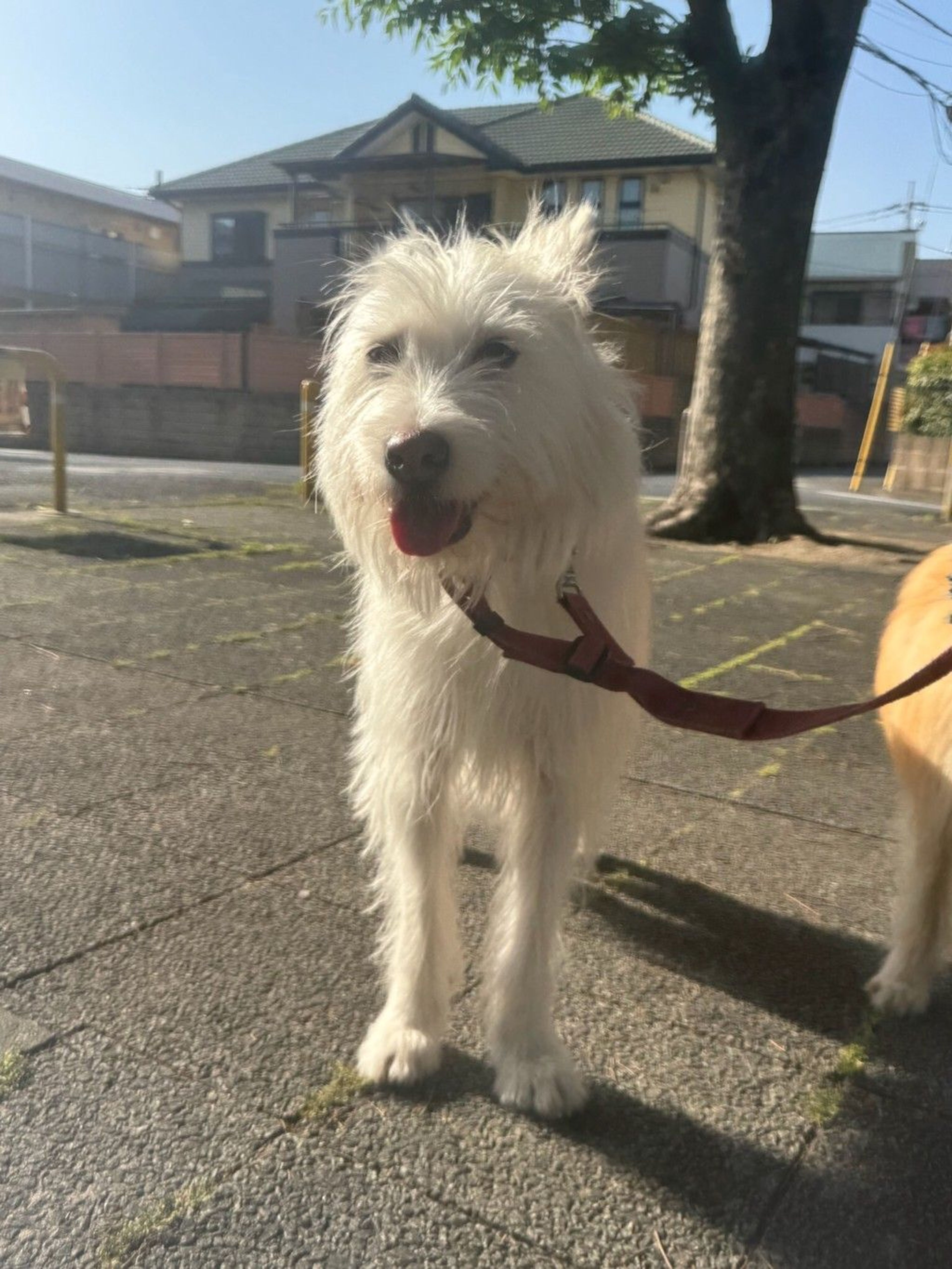 pet-image-2