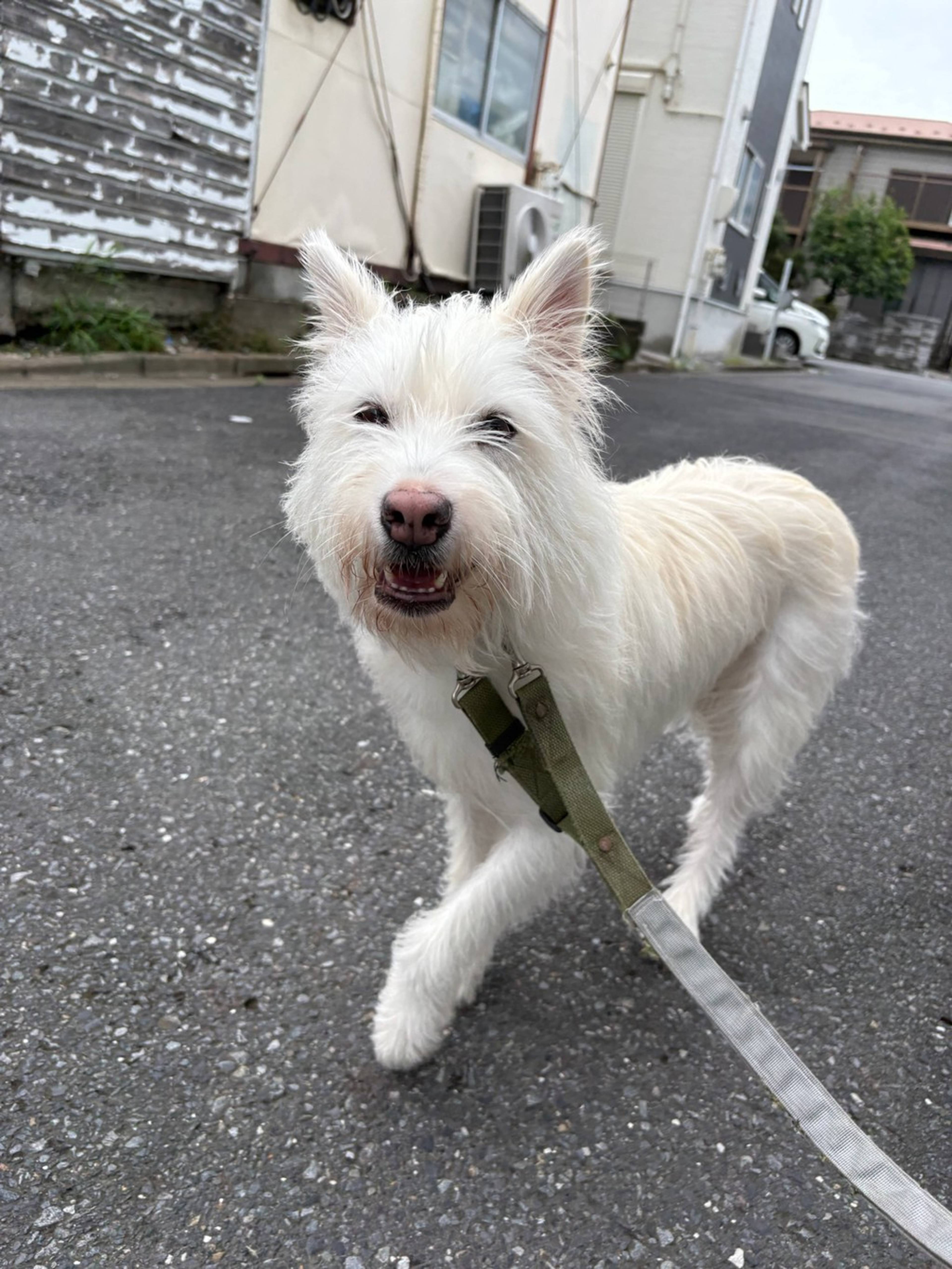 雑種（ミックス犬）・メスの里親募集の写真