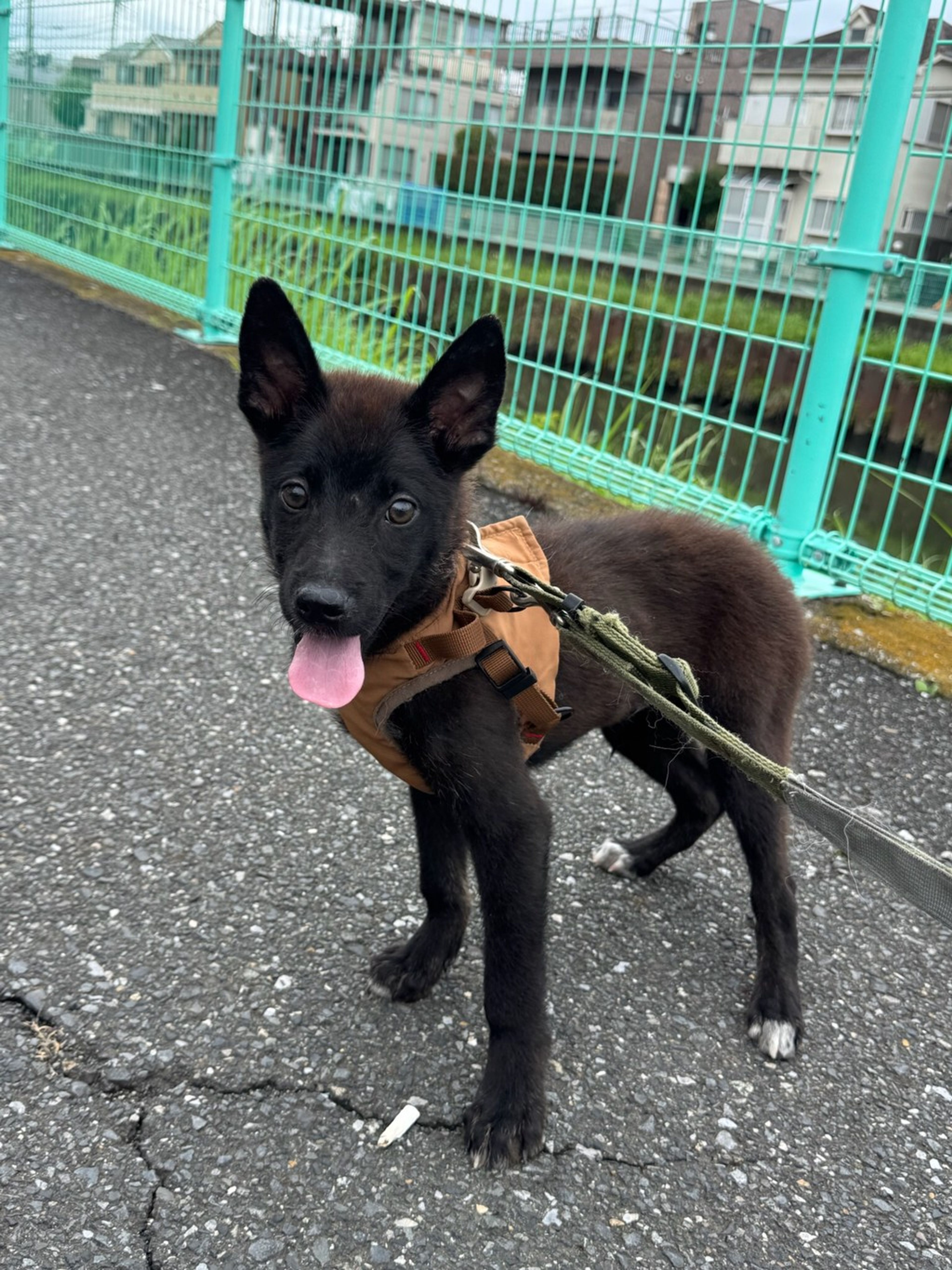 雑種（ミックス犬）・オスの里親募集の写真
