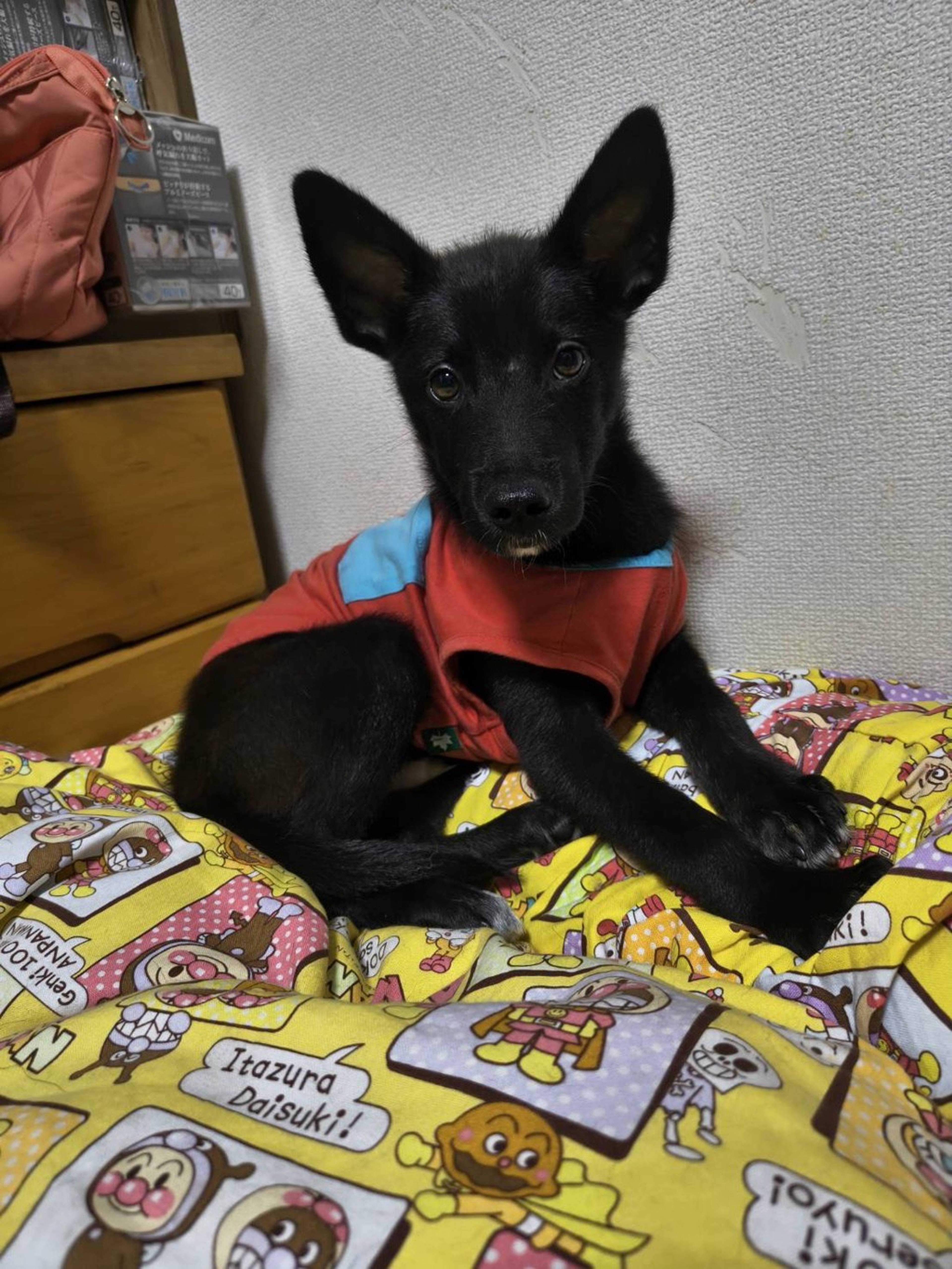 雑種（ミックス犬）・オスの里親募集の写真