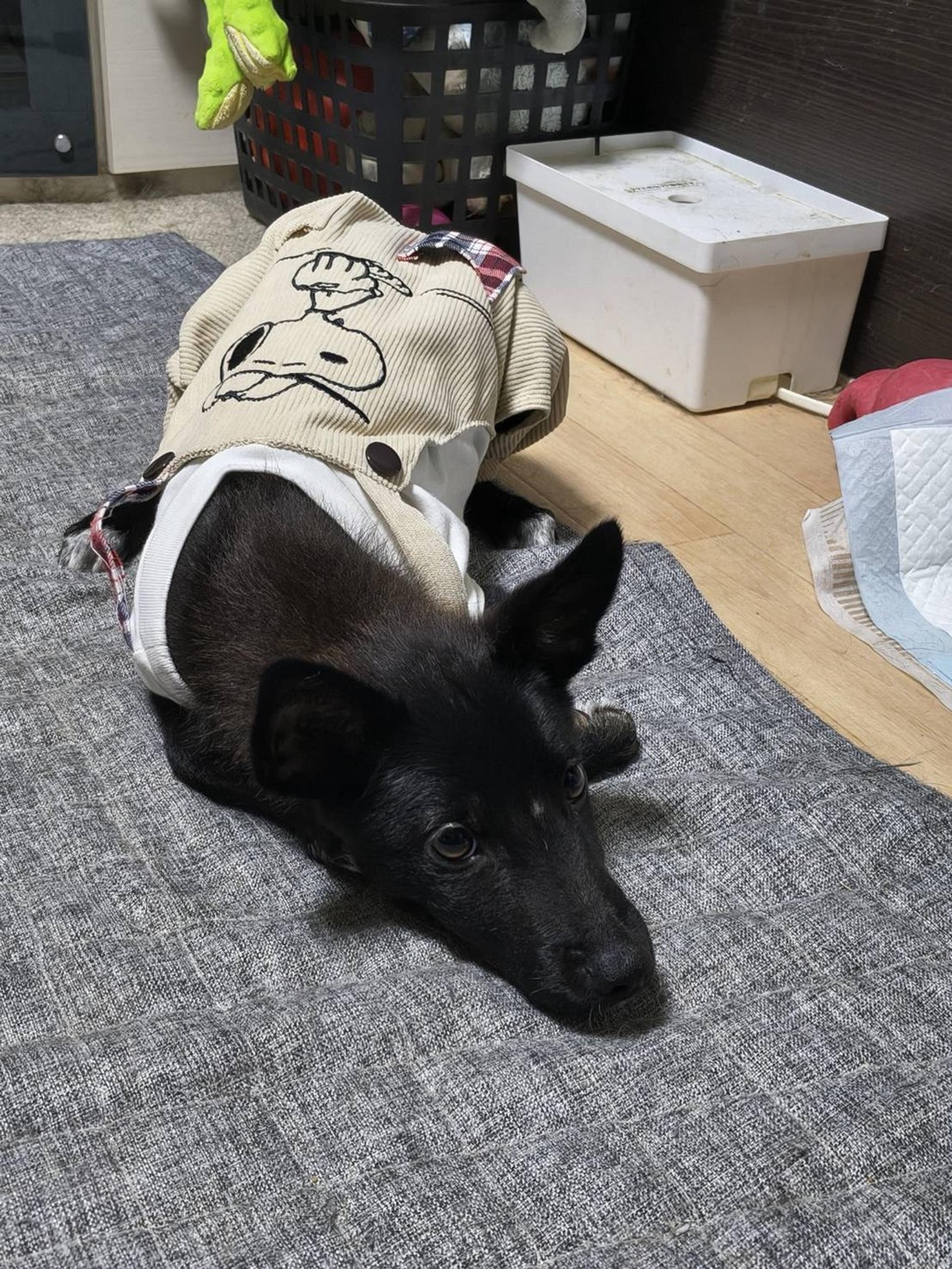 pet-image-2