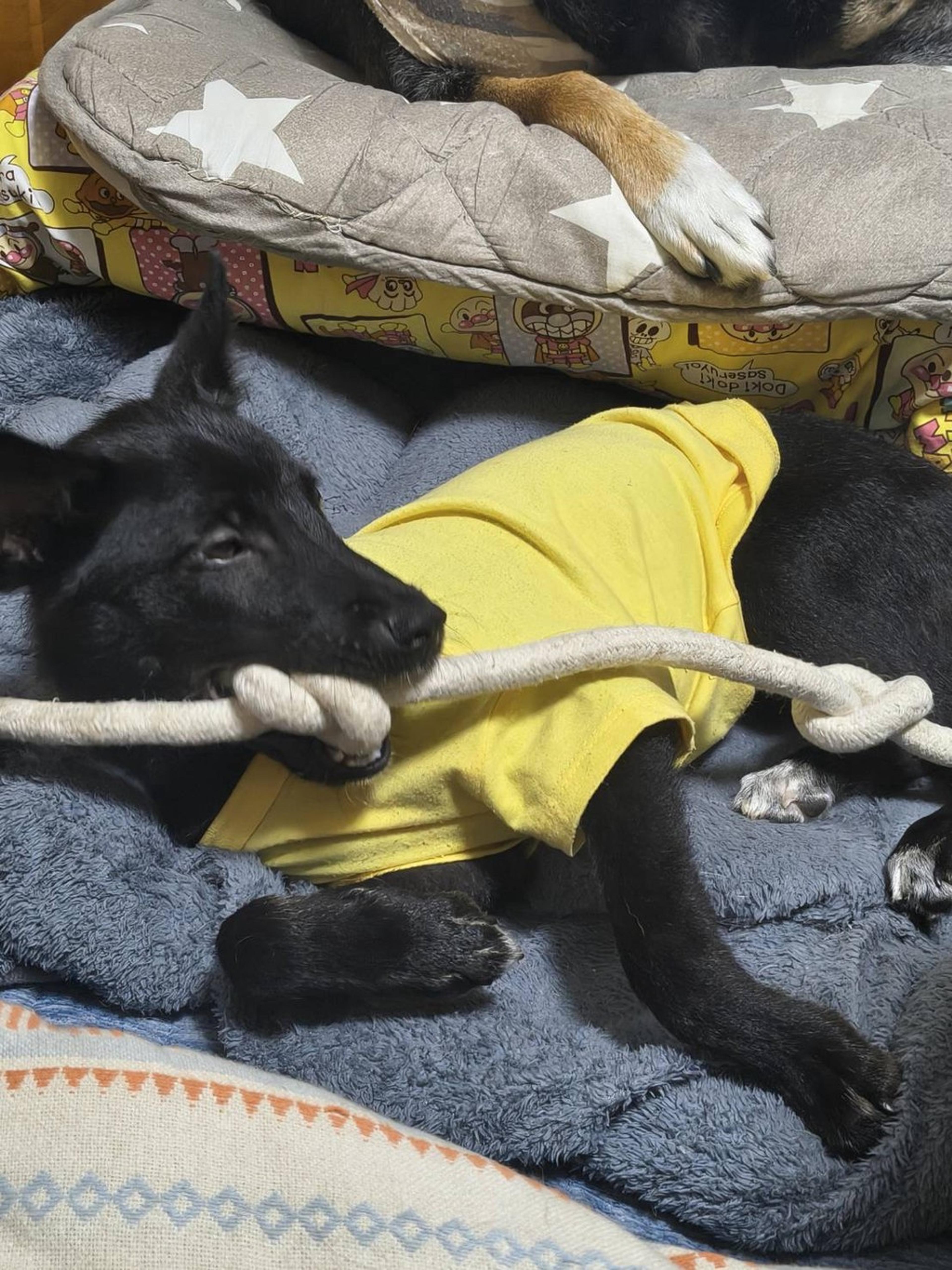 pet-image-3