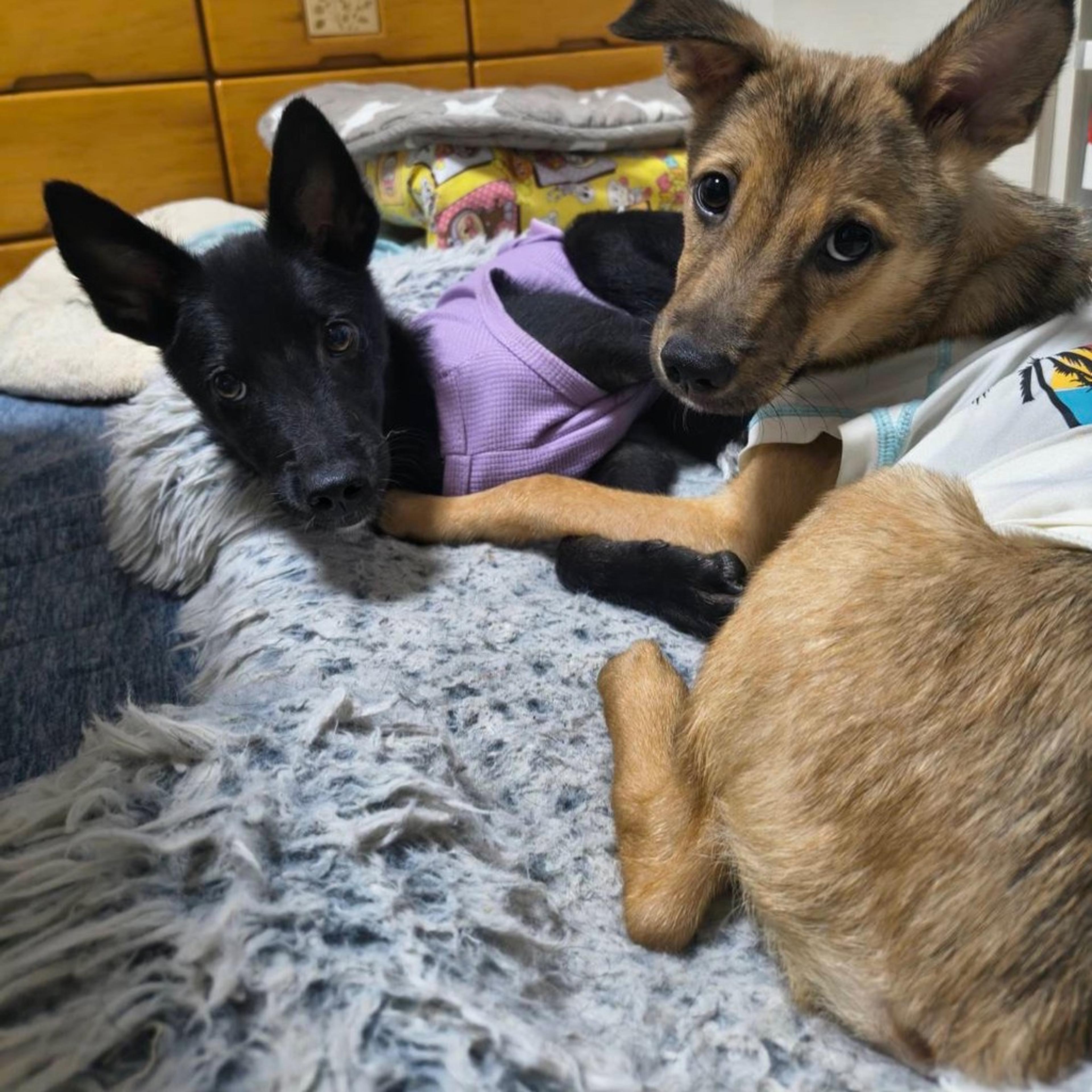 pet-image-6