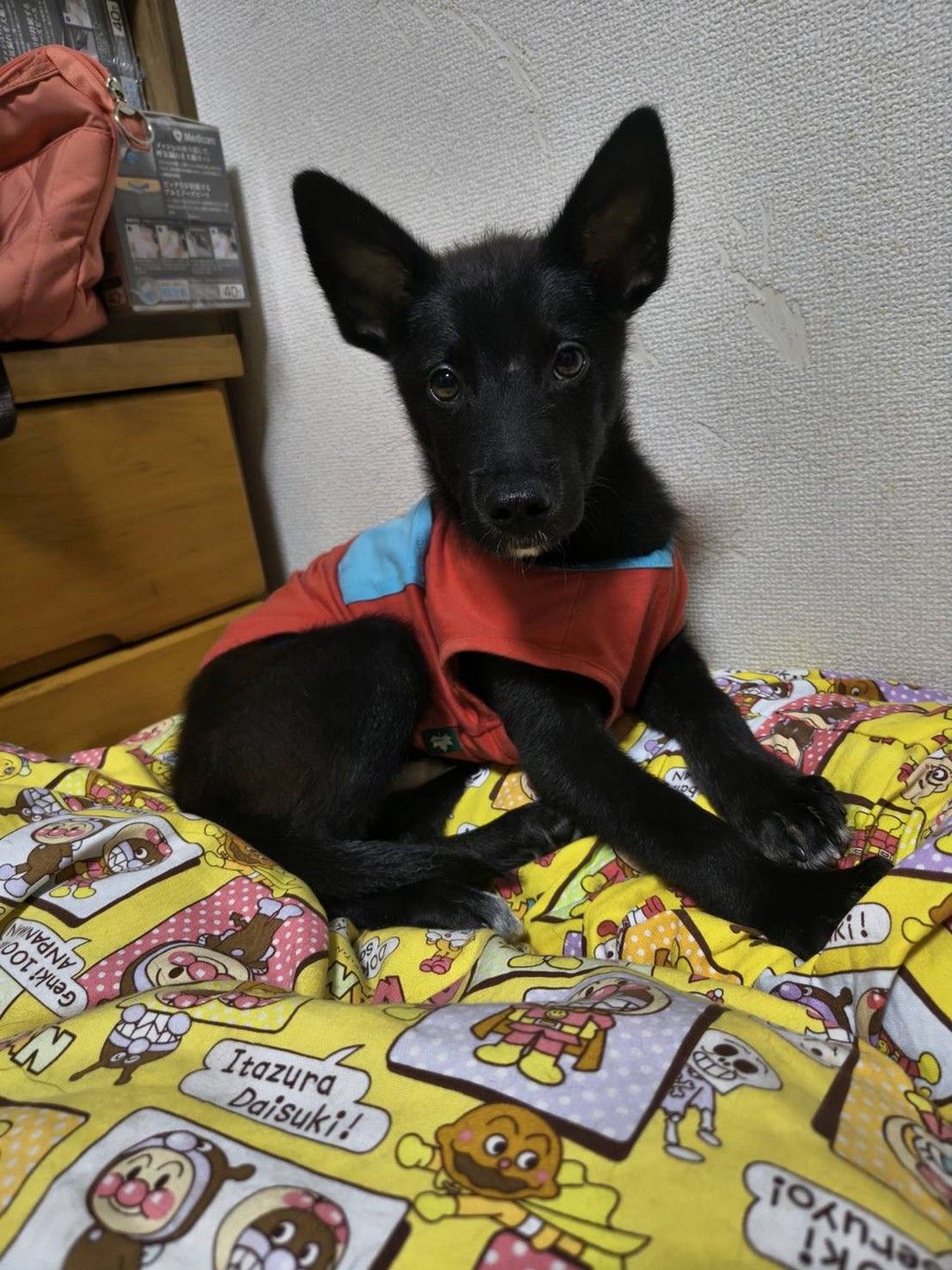 雑種（ミックス犬）・オスの里親募集の写真