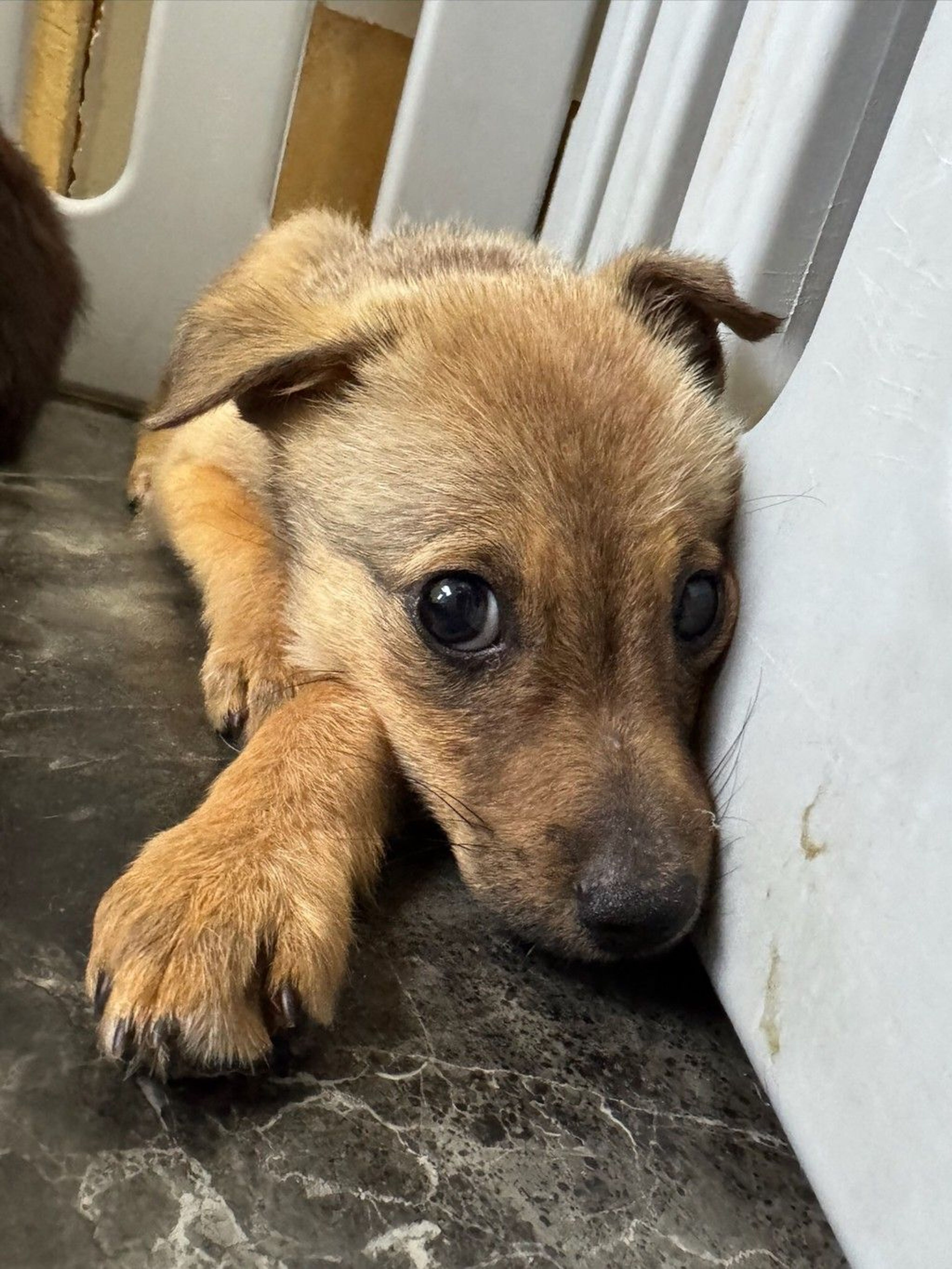 雑種（ミックス犬）・オスの里親募集の写真
