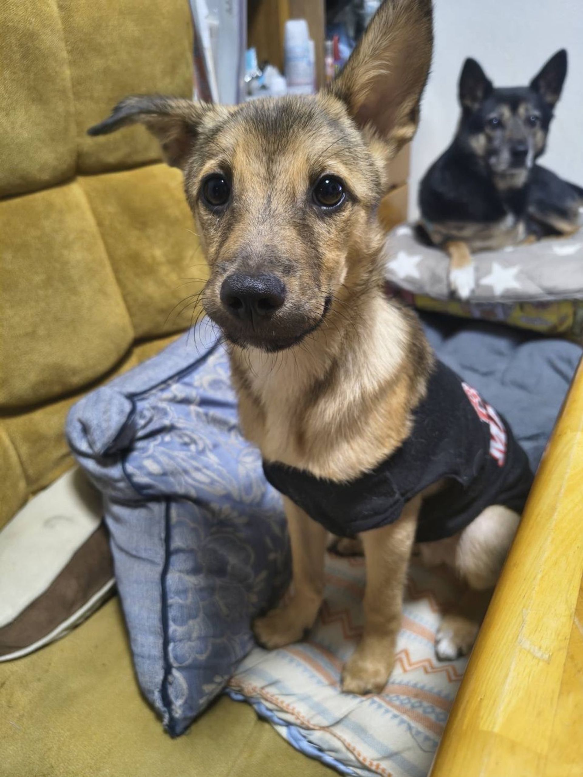 雑種（ミックス犬）・オスの里親募集の写真