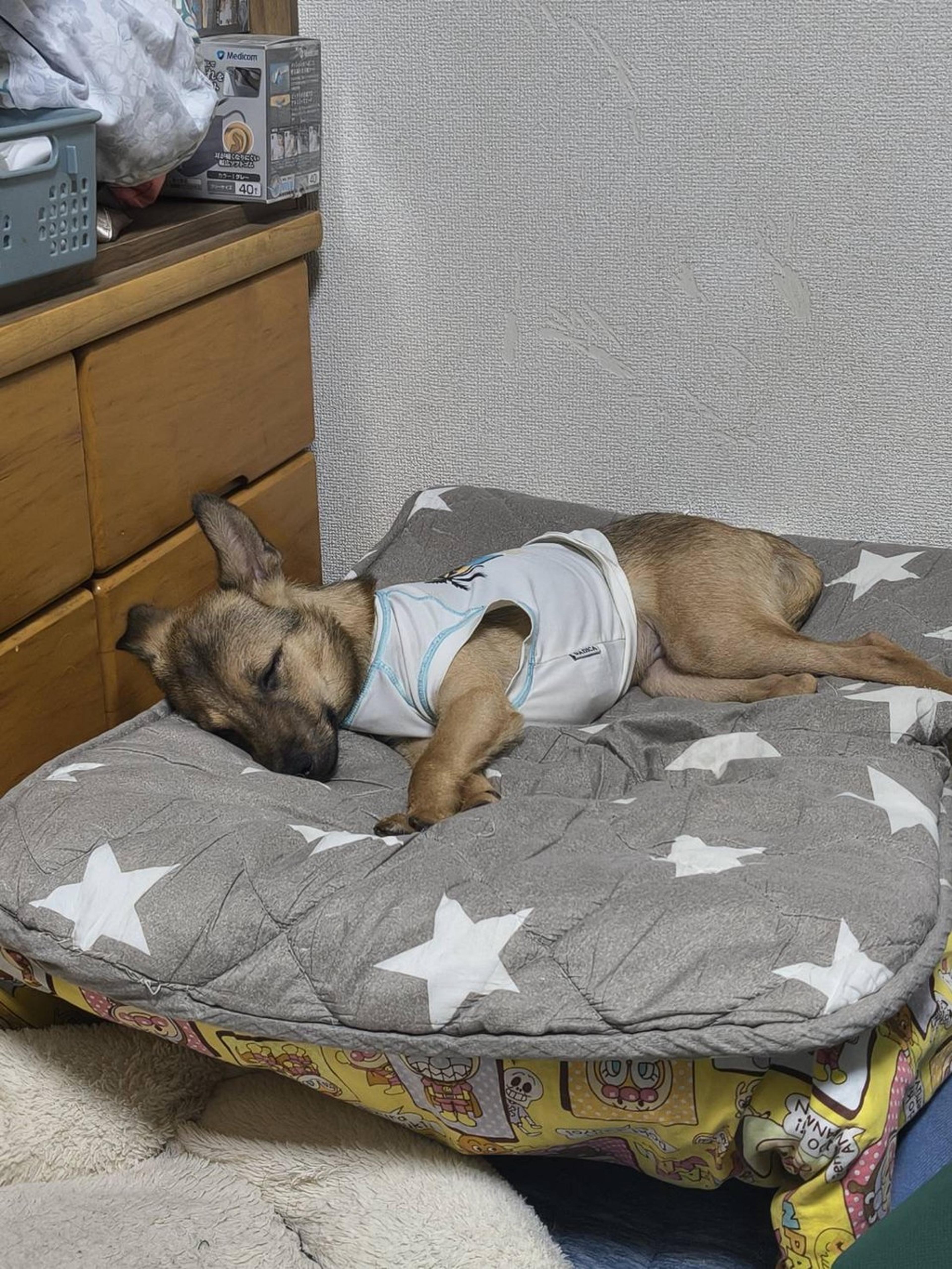 pet-image-2